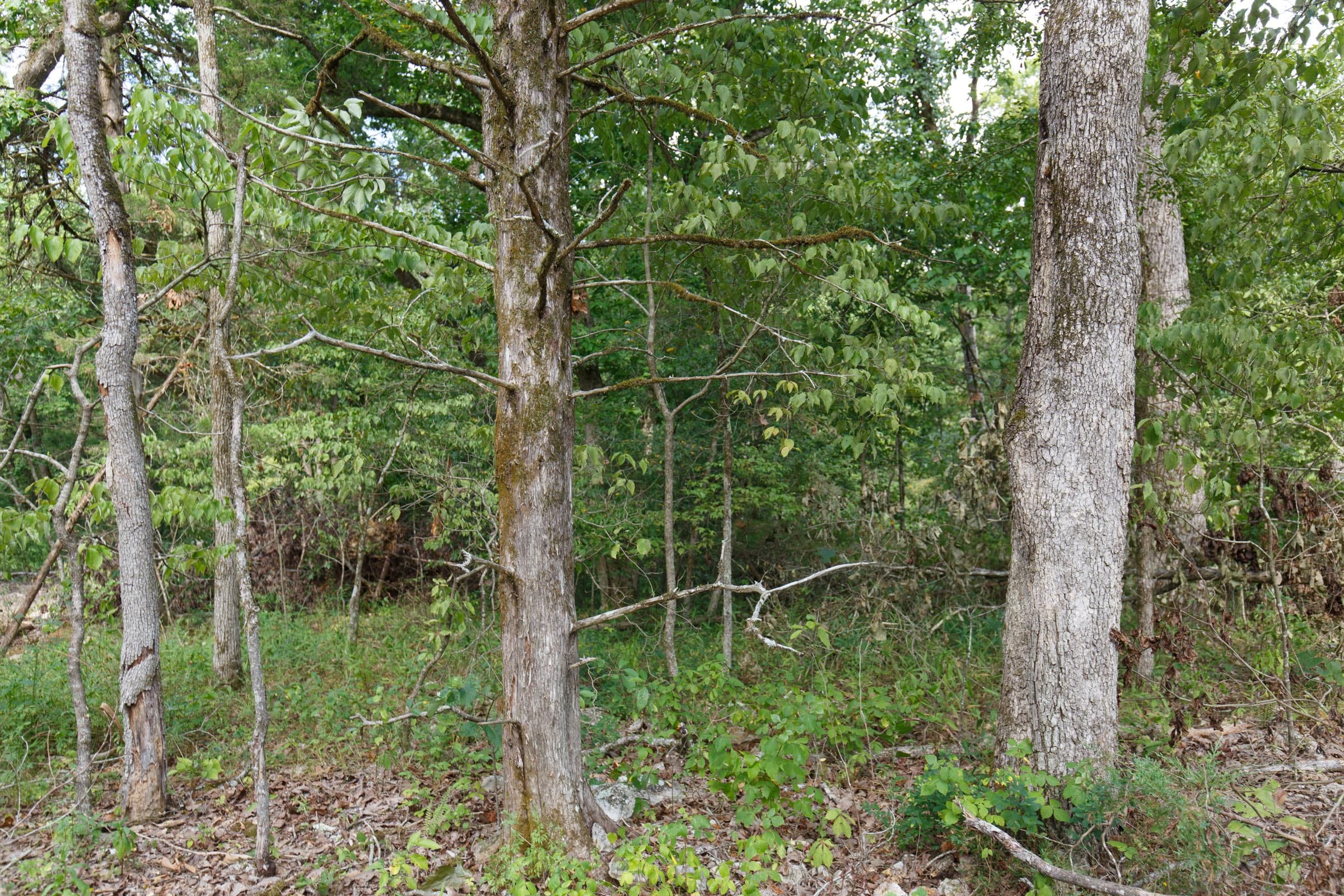 Wildwood Tract 20 photo 7