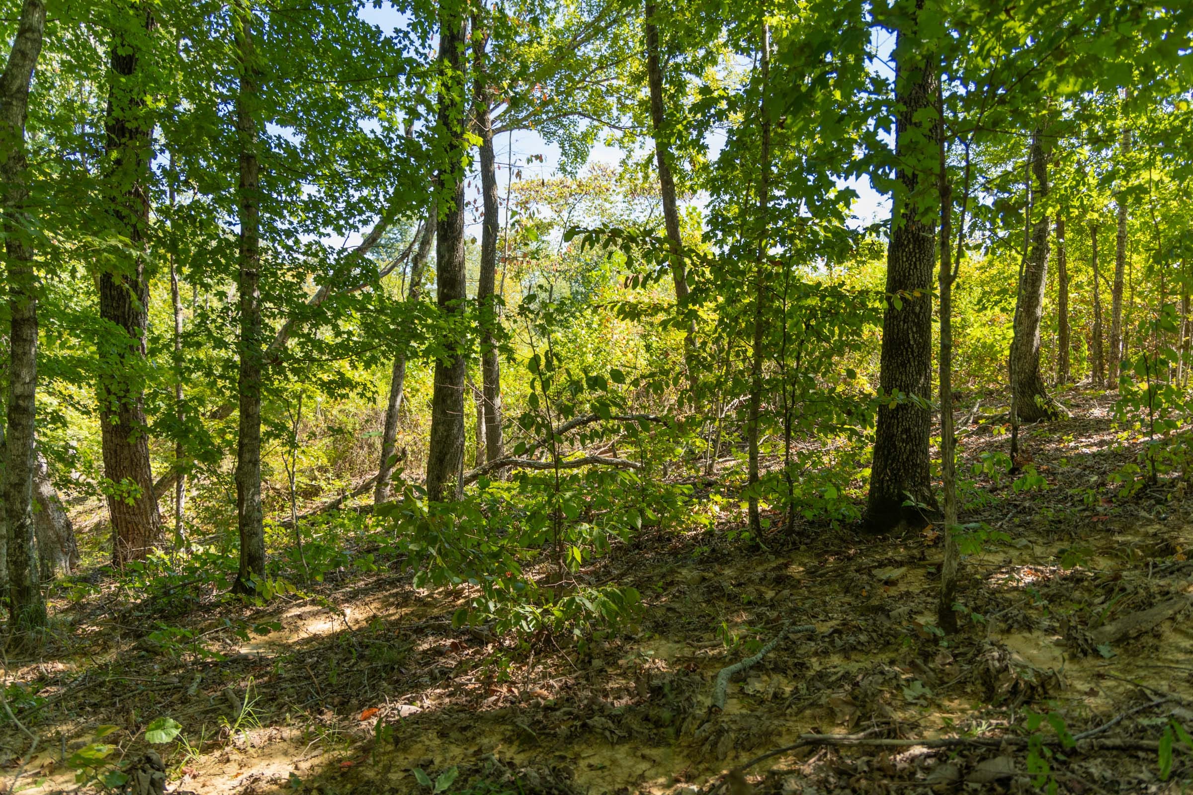 Big White Oak Tract 54 photo 8