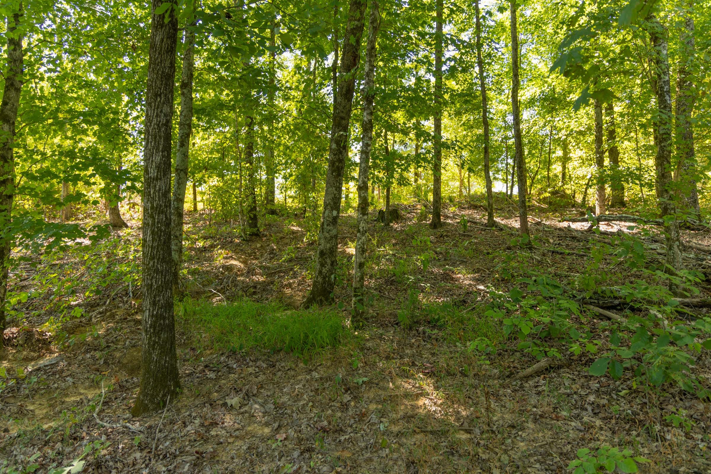 Big White Oak Tract 54 photo 9
