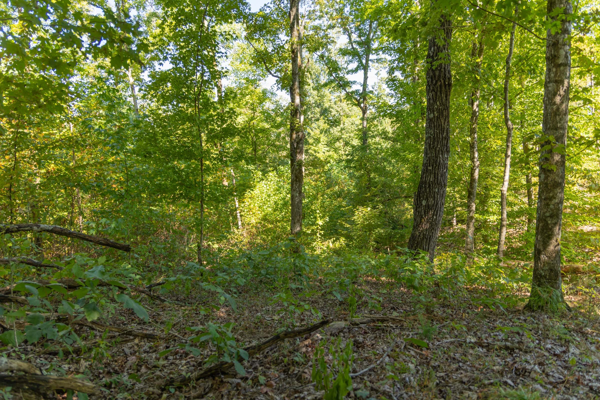 Big White Oak Tract 54 photo 6