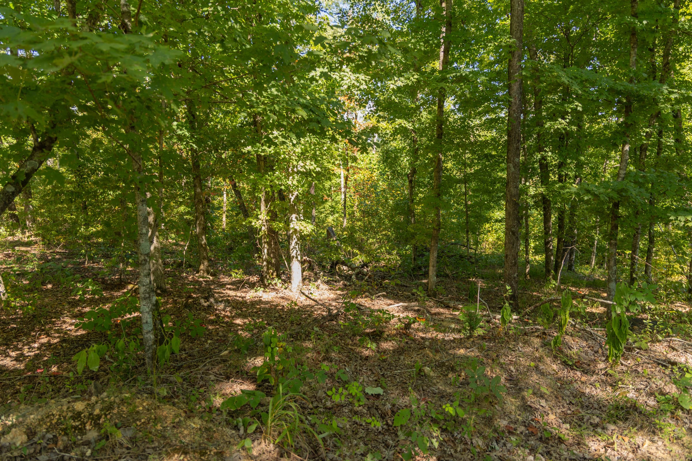 Big White Oak Tract 54 photo 5
