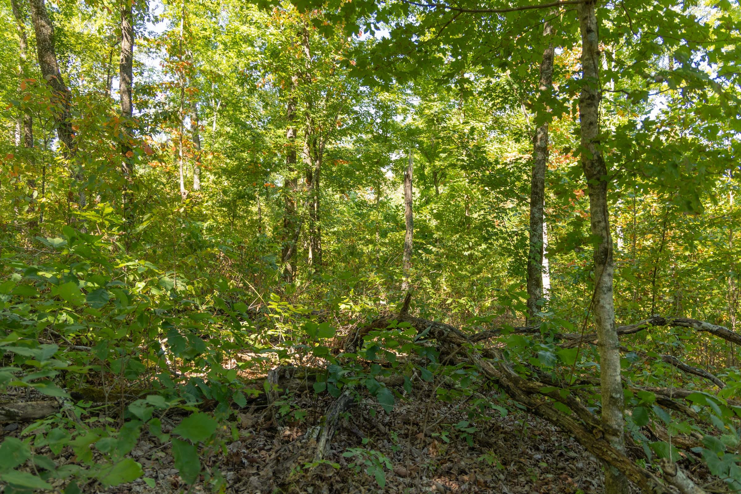 Big White Oak Tract 54 photo 4