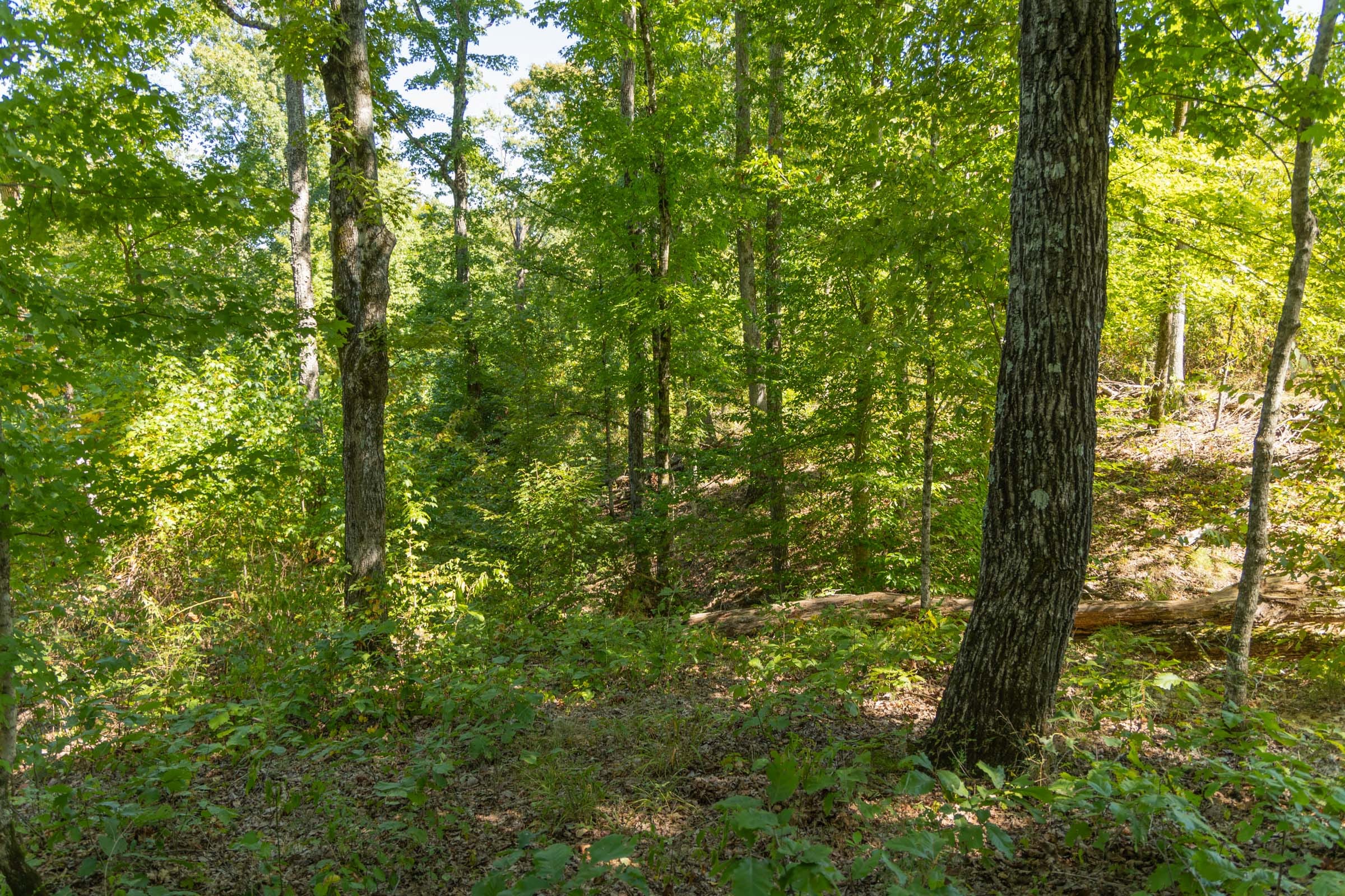 Big White Oak Tract 54 photo 3