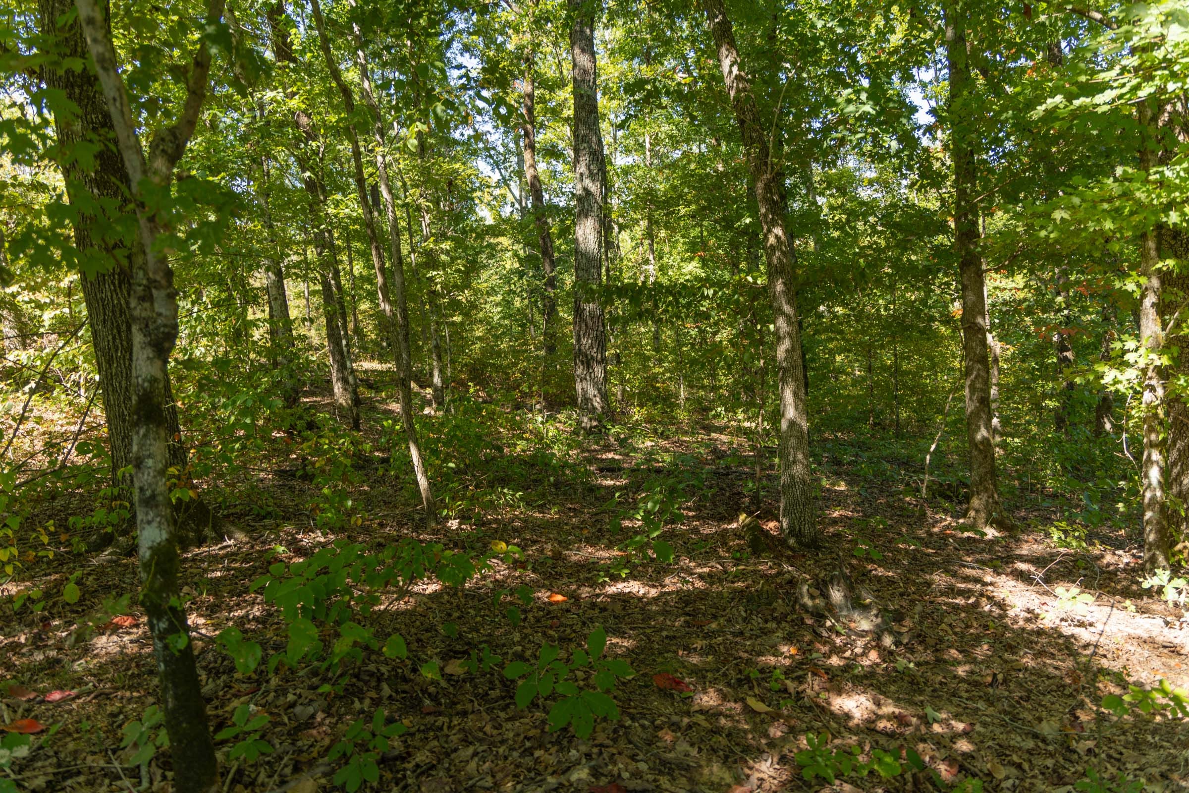 Big White Oak Tract 54 photo 2