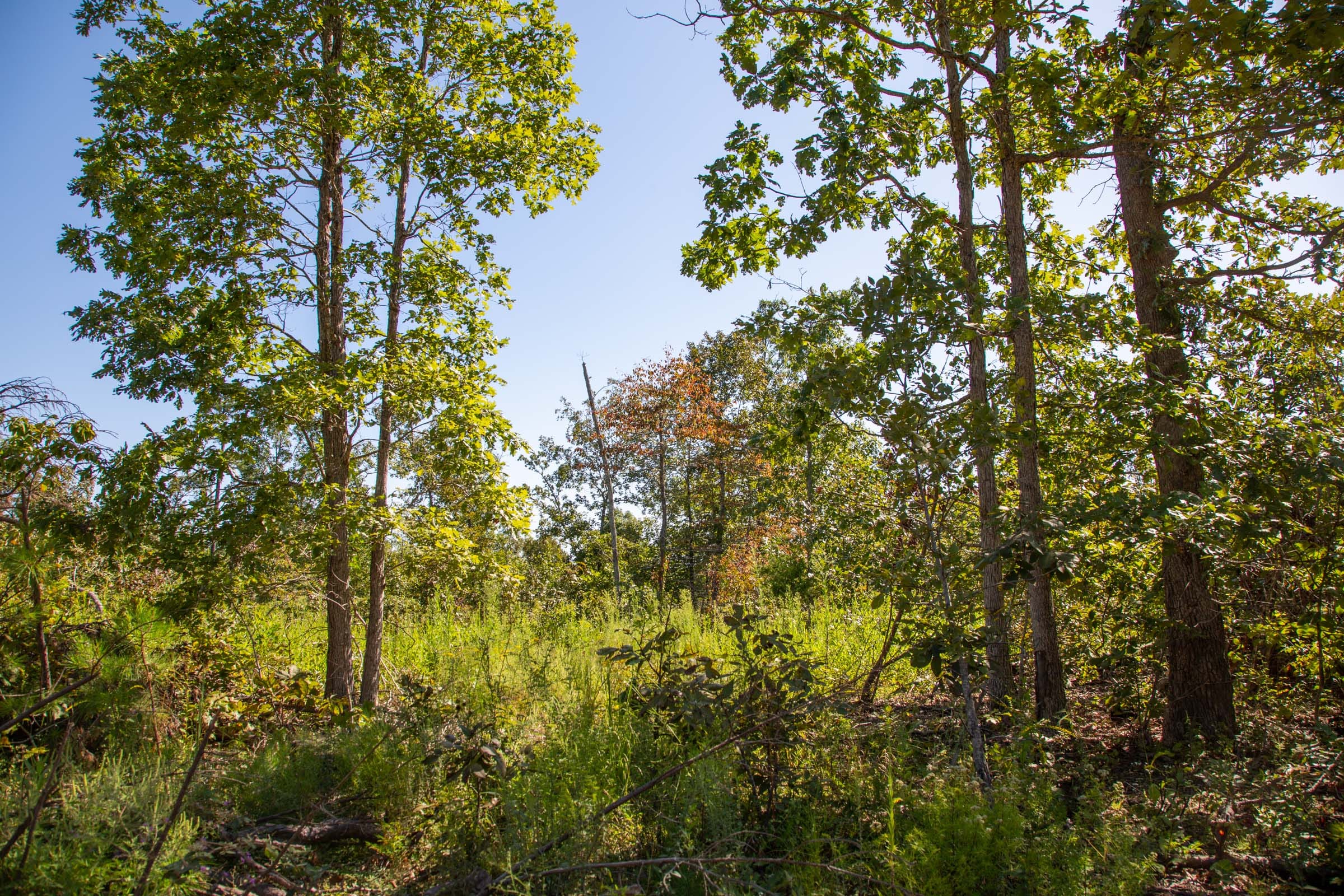 Borgmann’s Hollow Phase II Tract 67 photo 3
