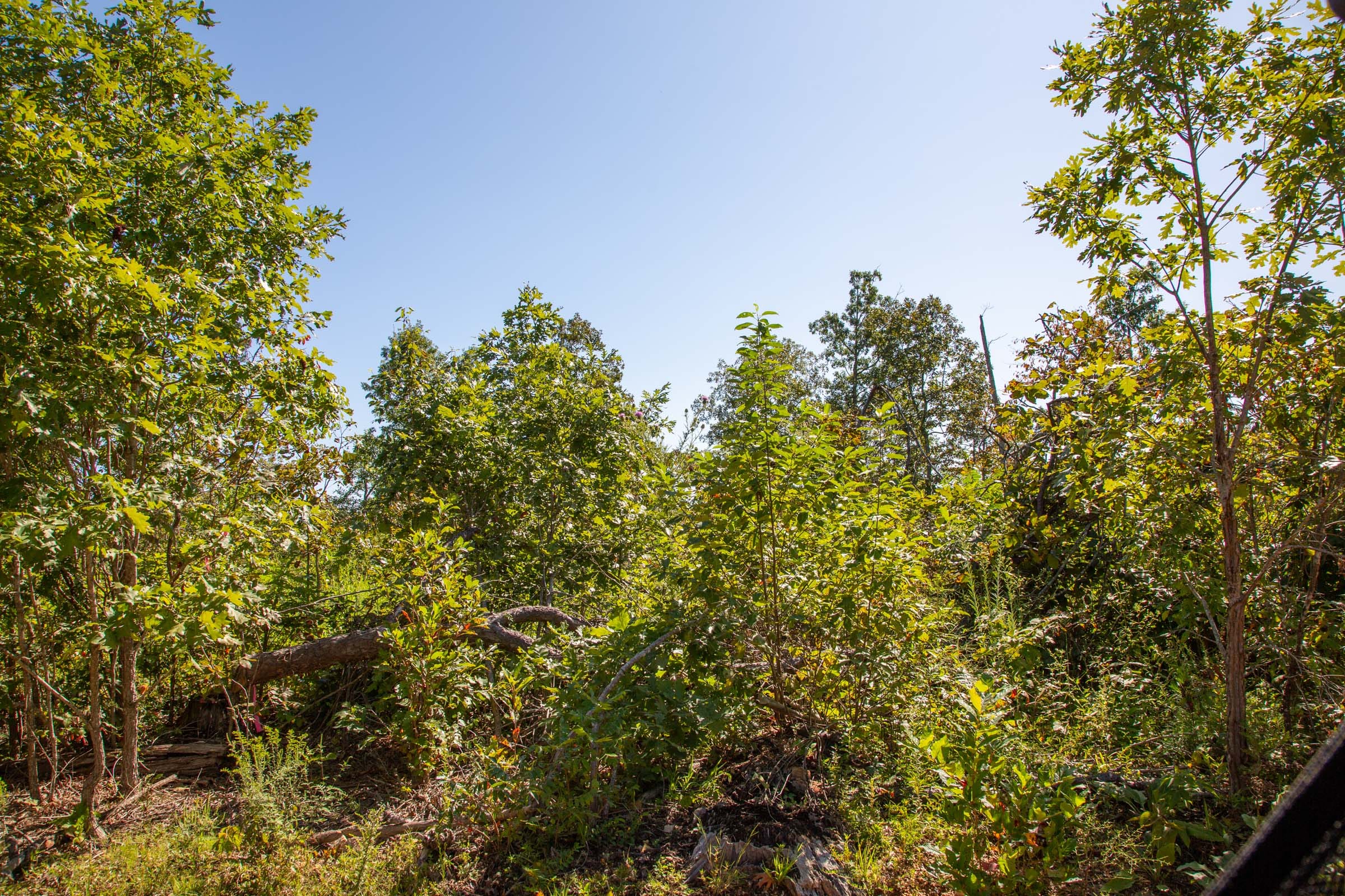 Borgmann’s Hollow Phase II Tract 67 photo 5