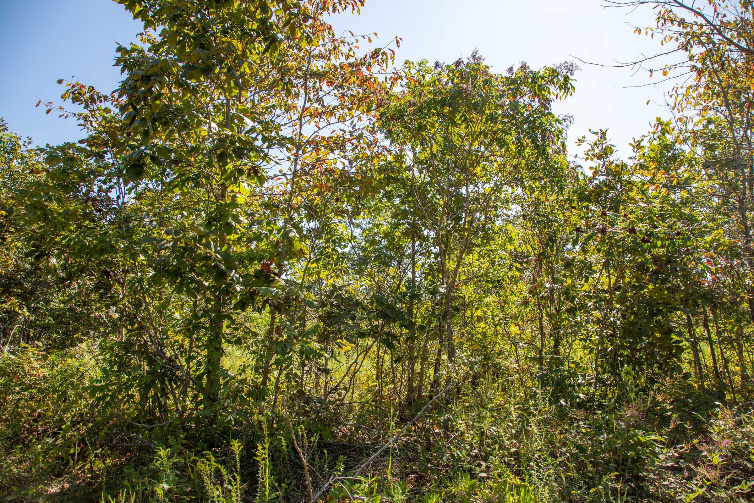Borgmann’s Hollow Phase II Tract 67 photo 6