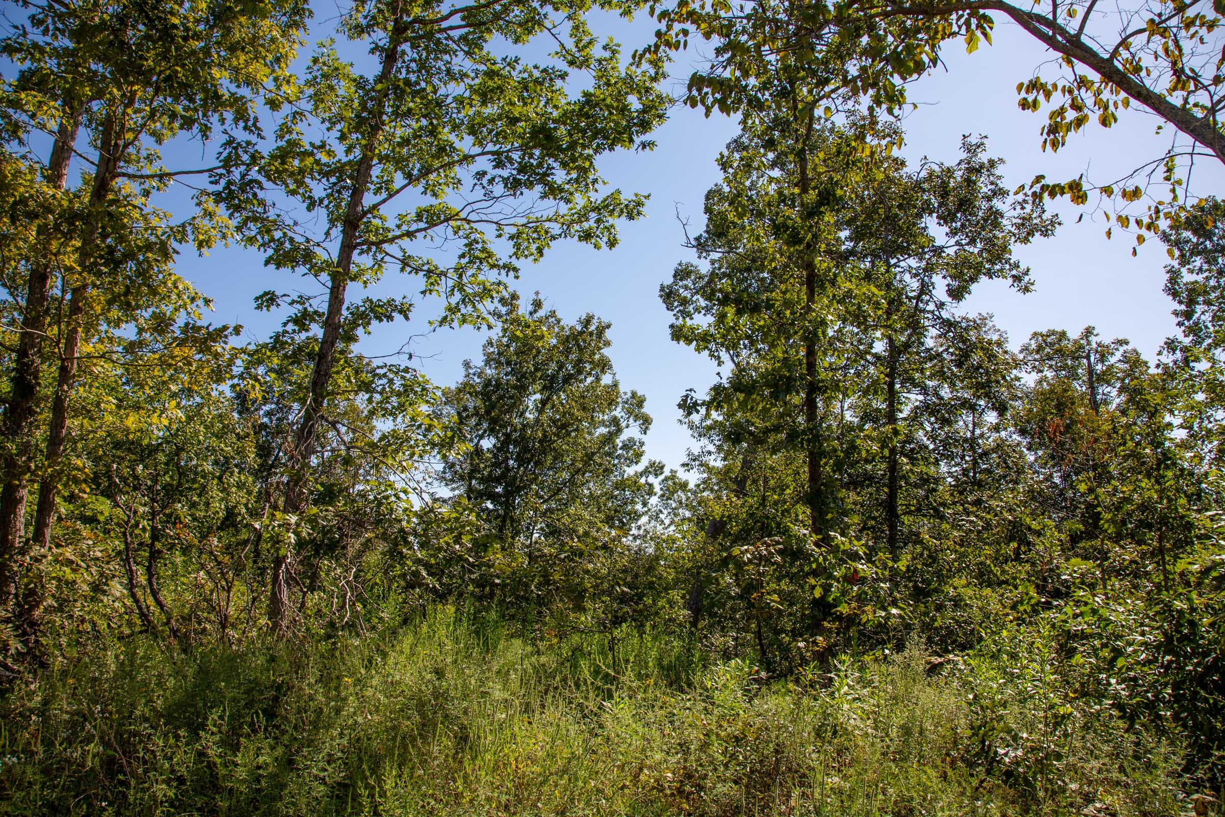 Borgmann’s Hollow Phase II Tract 67 photo 8