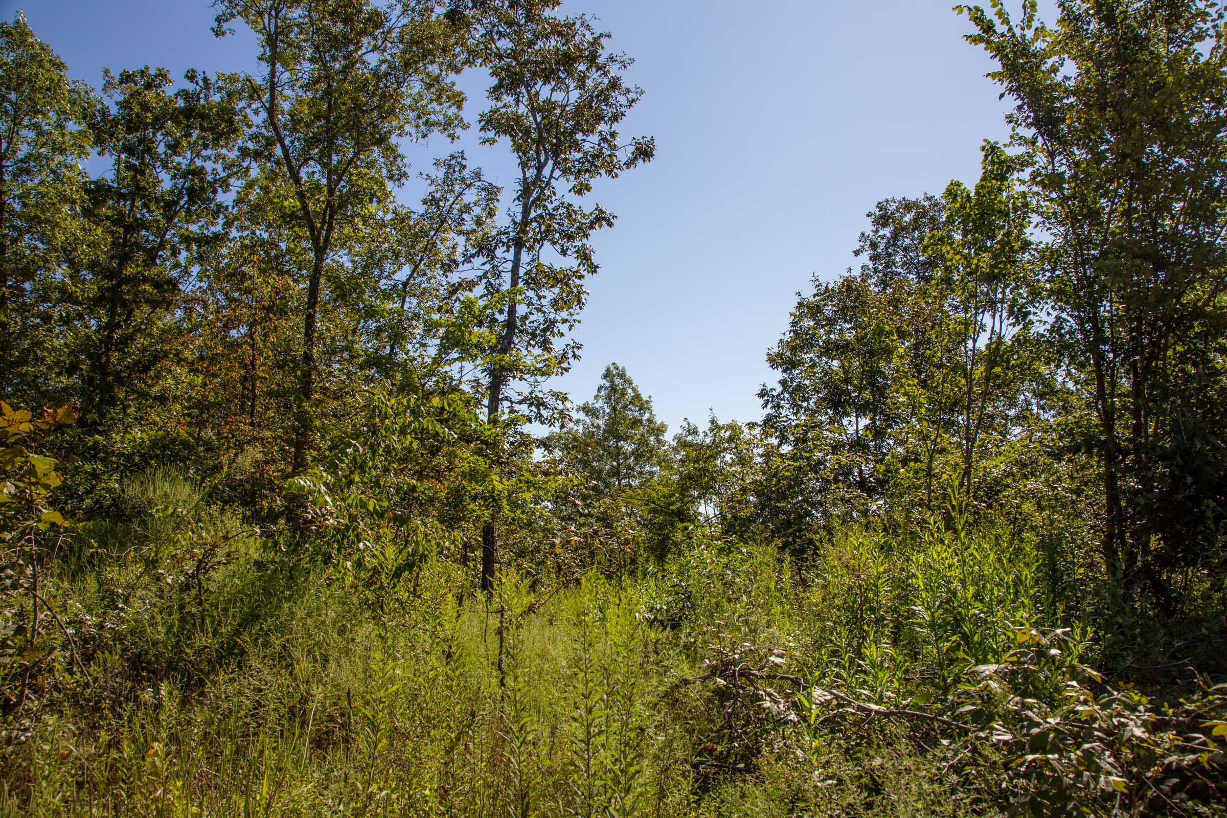 Borgmann’s Hollow Phase II Tract 67 photo 10