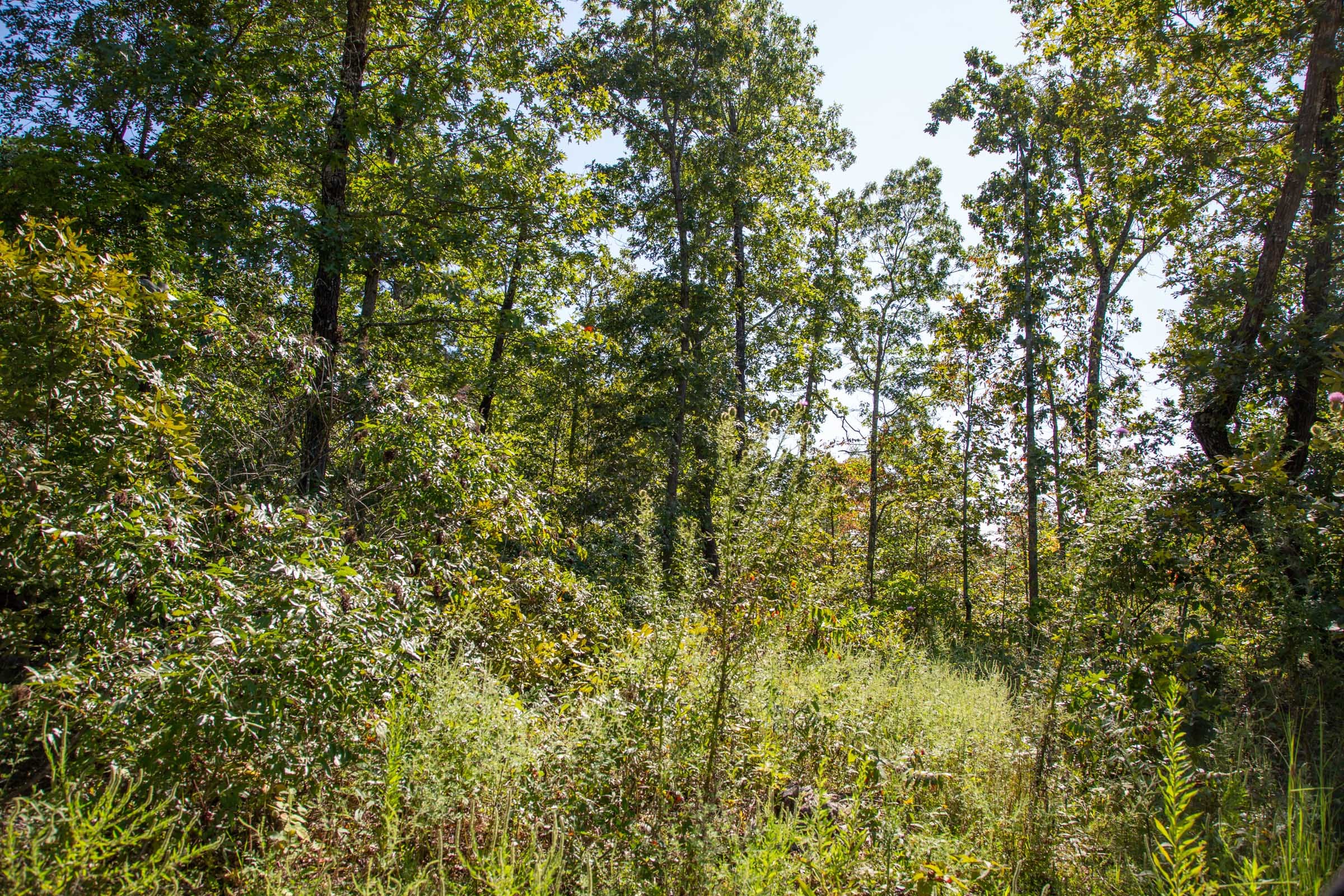 Borgmann’s Hollow Phase II Tract 67 photo 11
