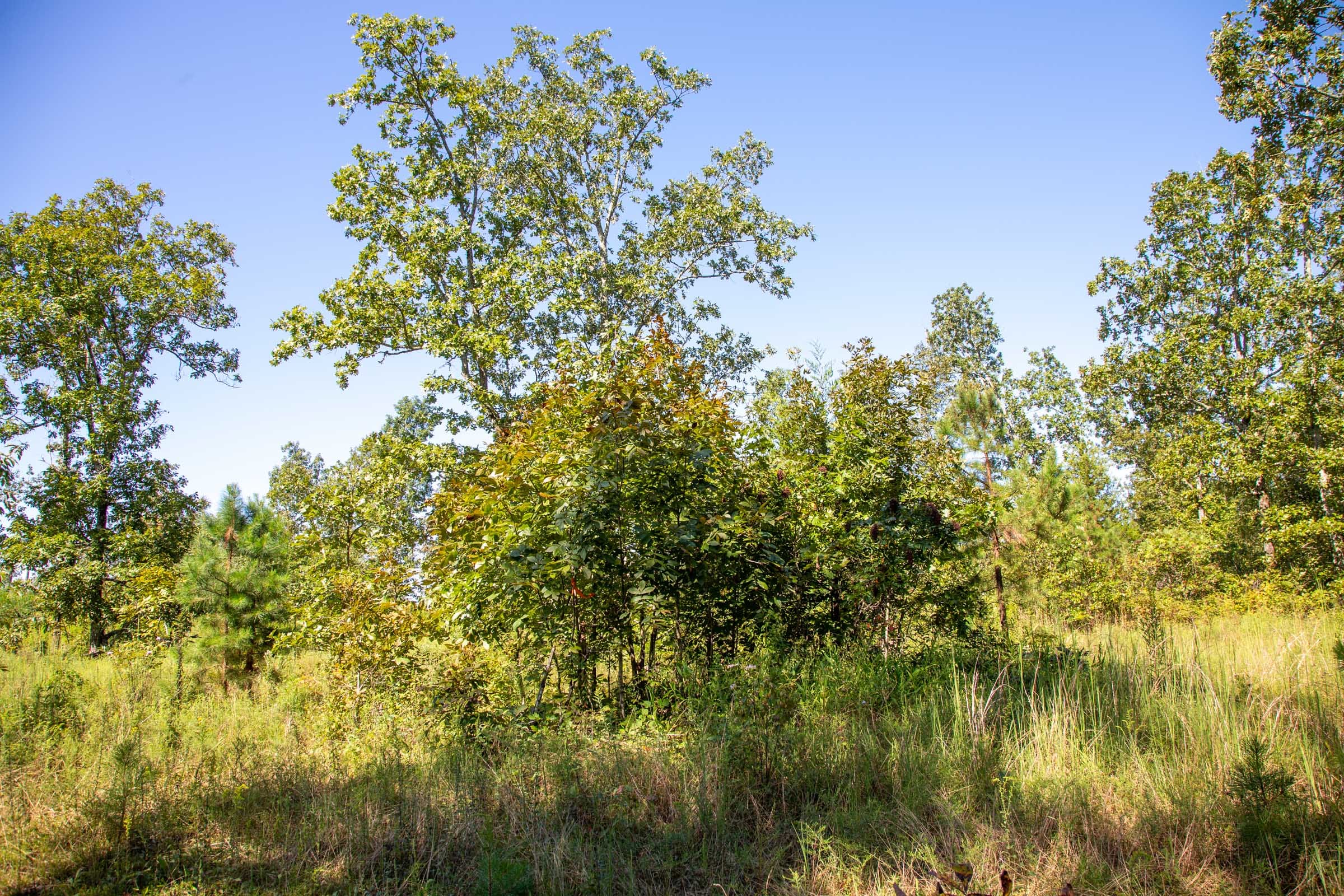 Borgmann’s Hollow Phase II Tract 67 photo 13