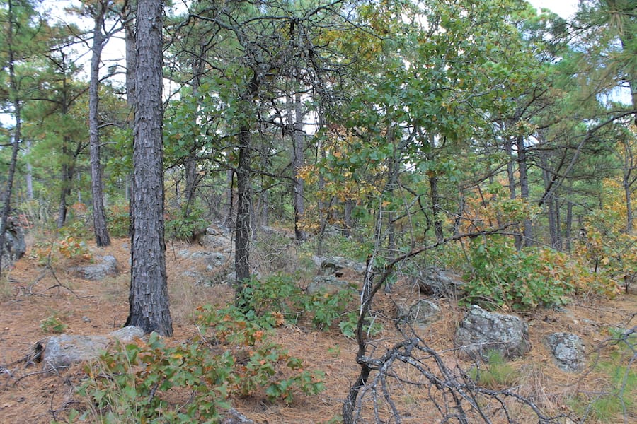 Indian Ridge – Phase III Tract 100 photo 3