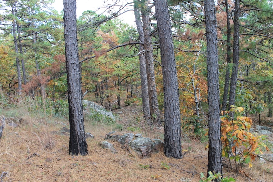Indian Ridge – Phase III Tract 100 photo 6