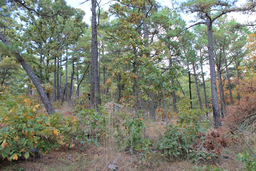 Indian Ridge – Phase III Tract 100 photo 13