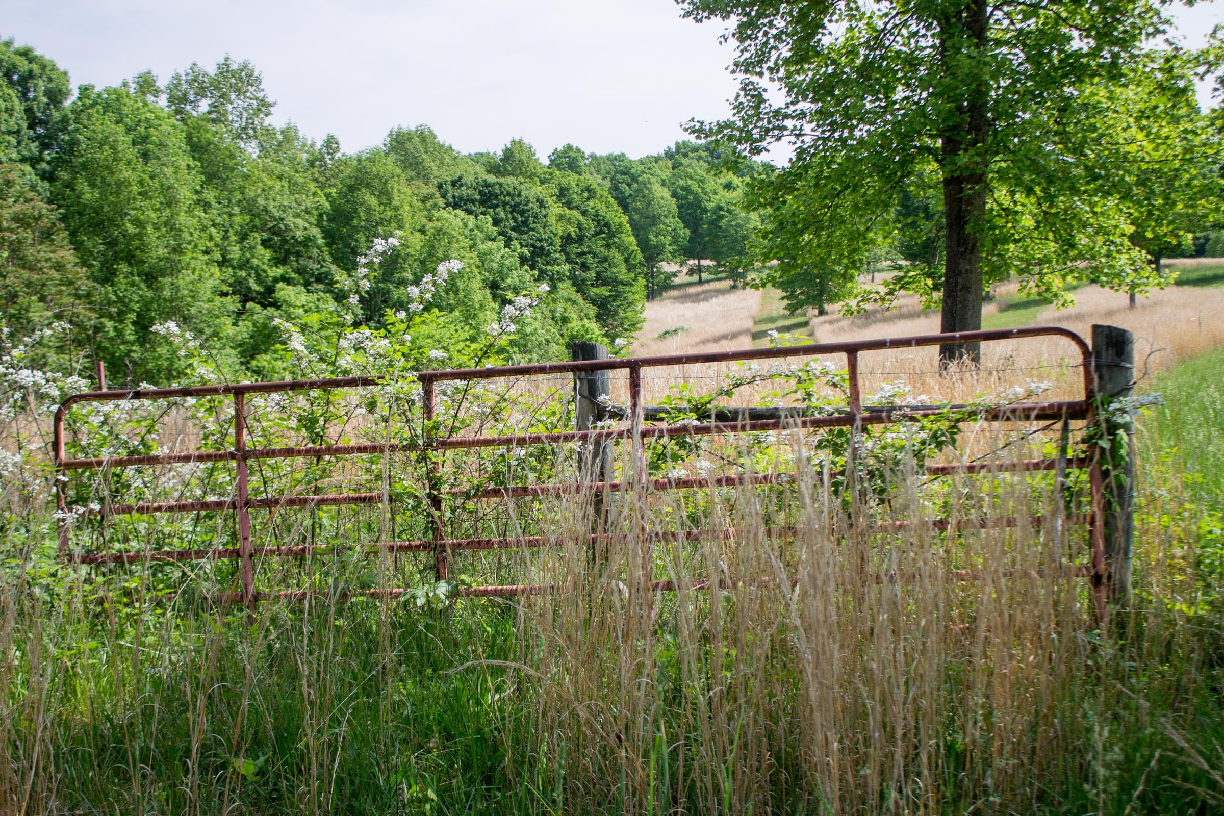 Laurel Ridge Tract 12 photo 2
