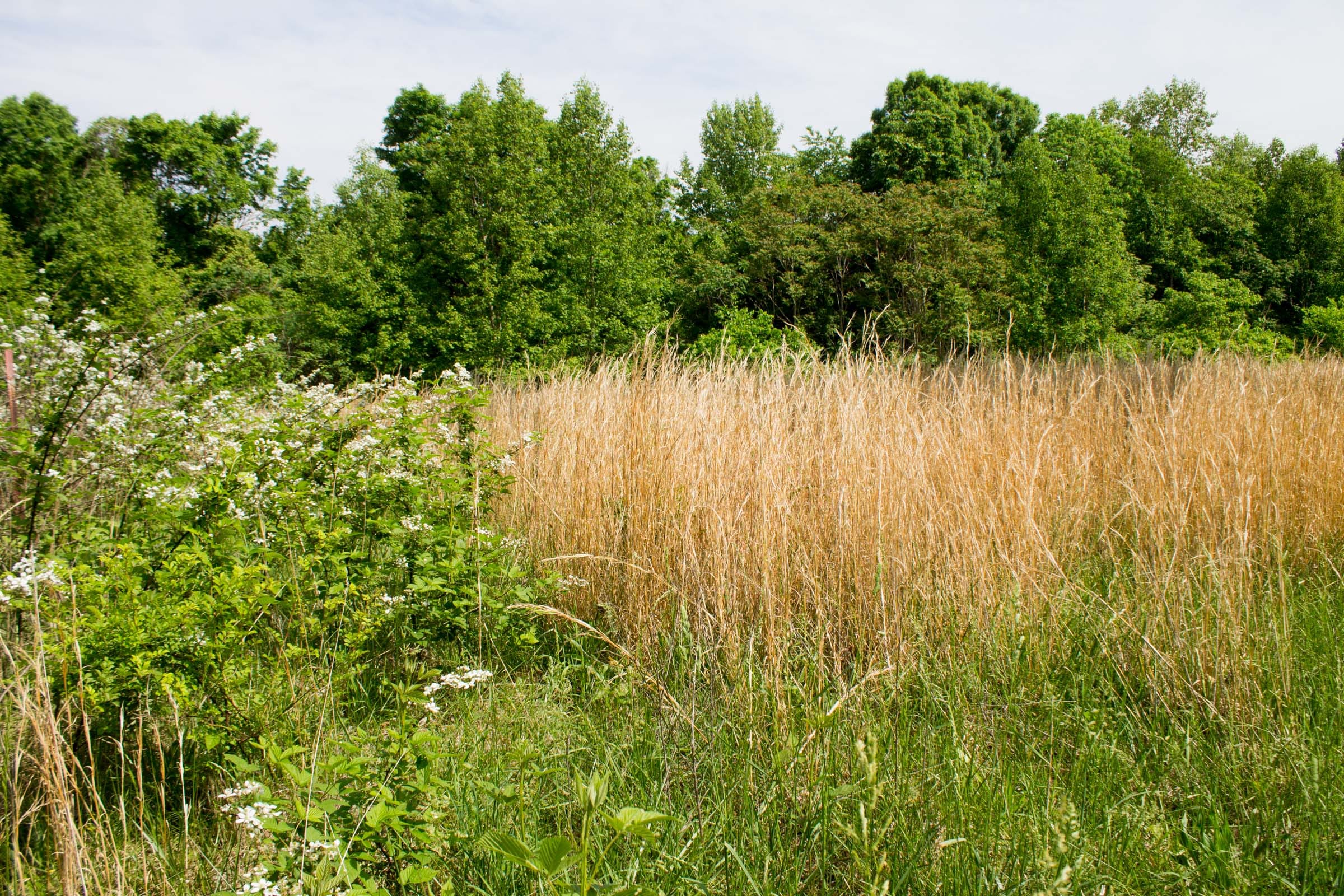 Laurel Ridge Tract 12 photo 4