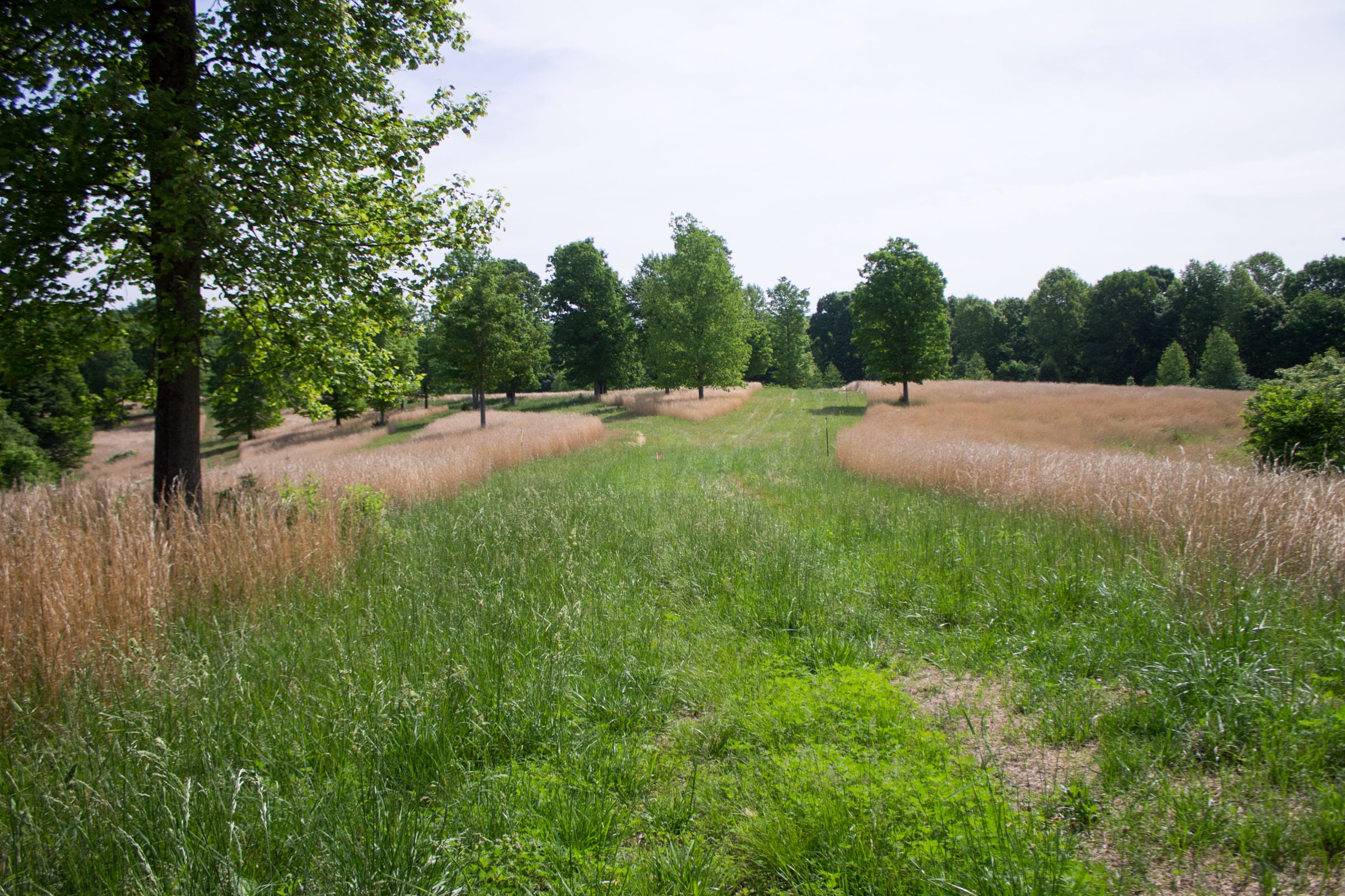 Laurel Ridge Tract 12 photo 5