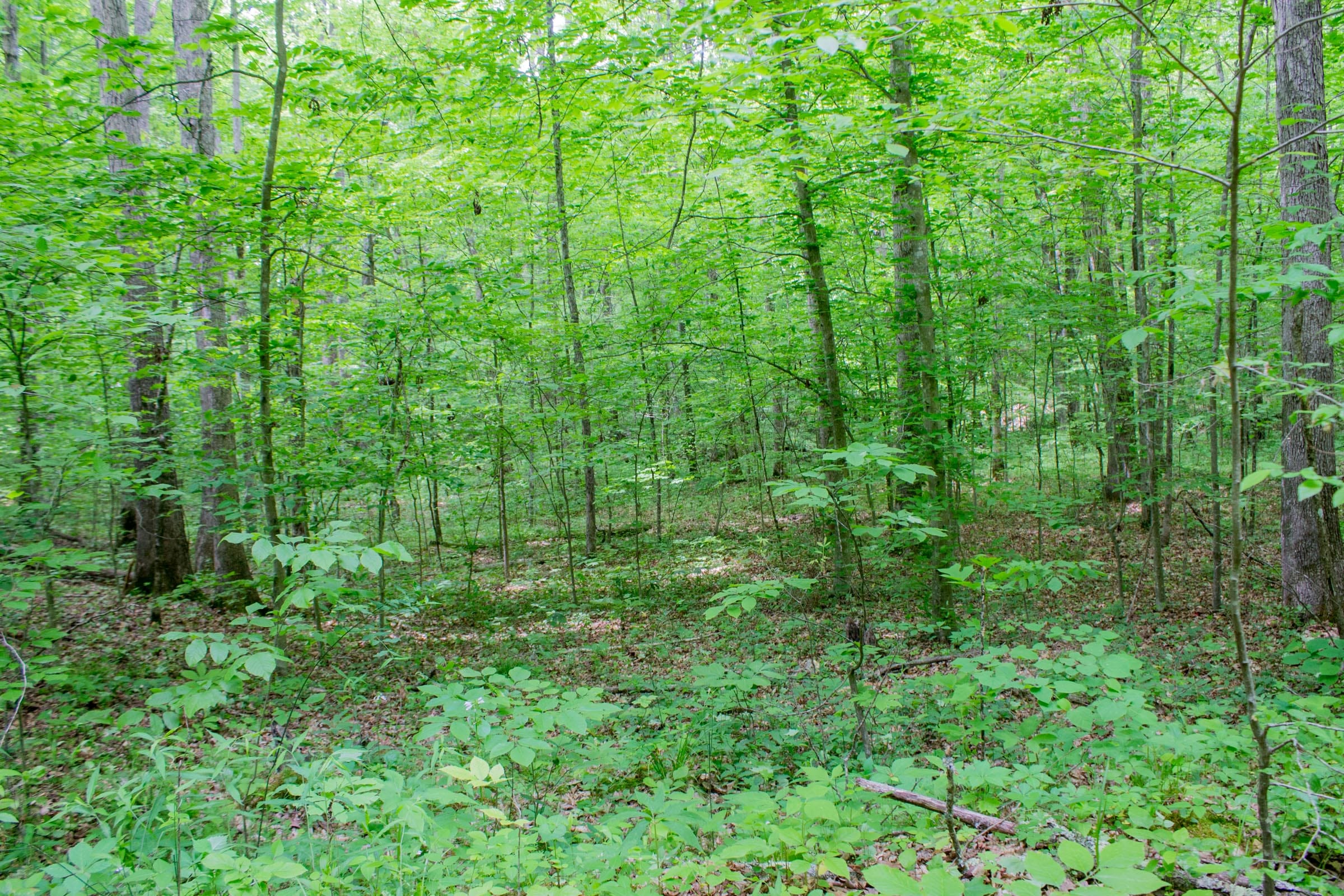 Laurel Ridge Tract 12 photo 12