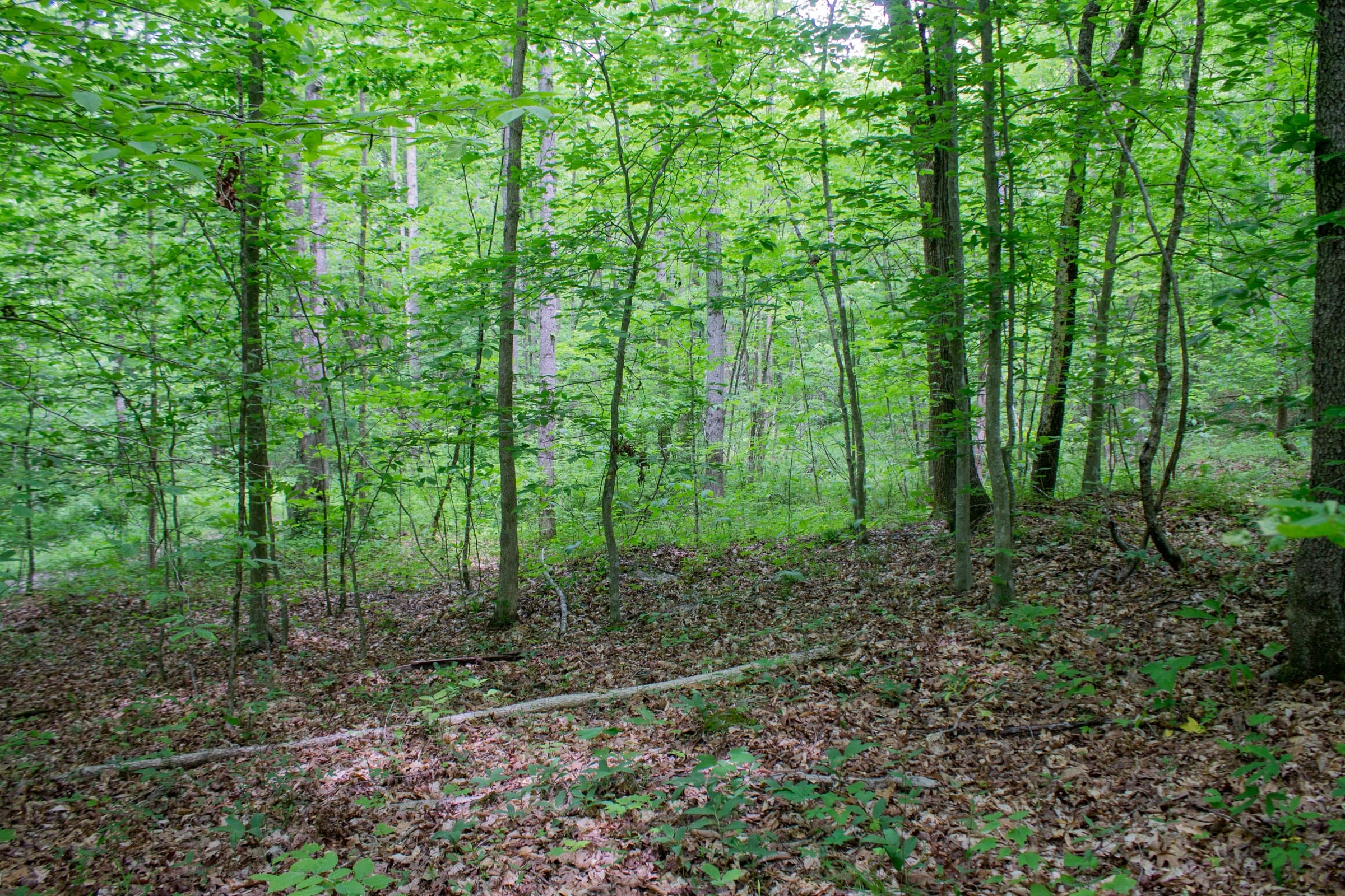 Laurel Ridge Tract 12 photo 13