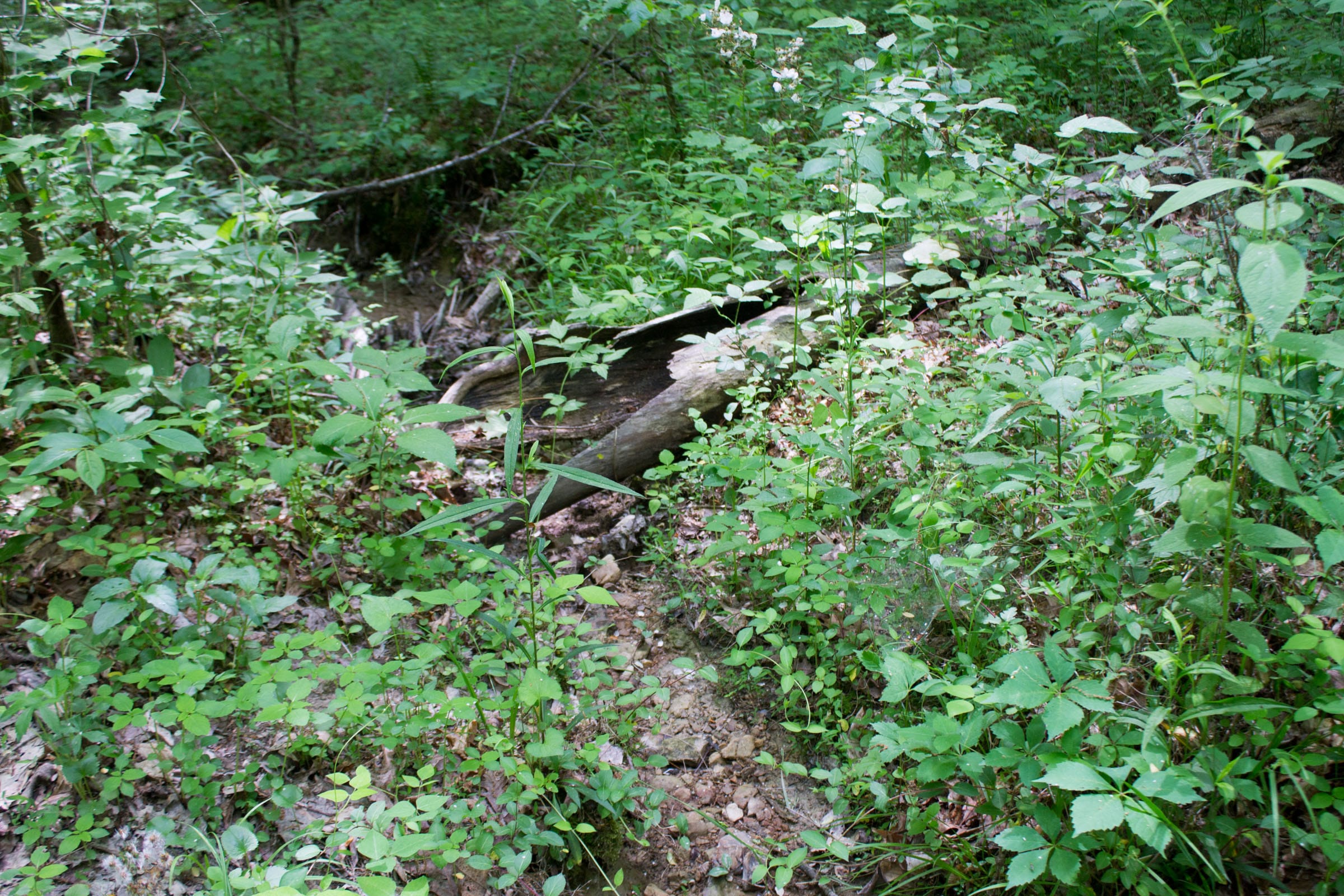 Laurel Ridge Tract 12 photo 14