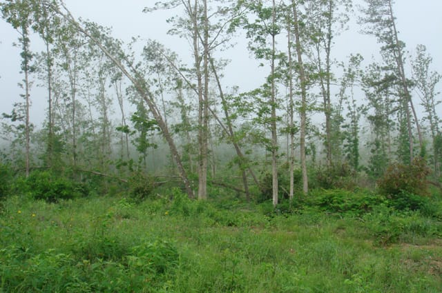 Deer Valley Tract 17 photo 4
