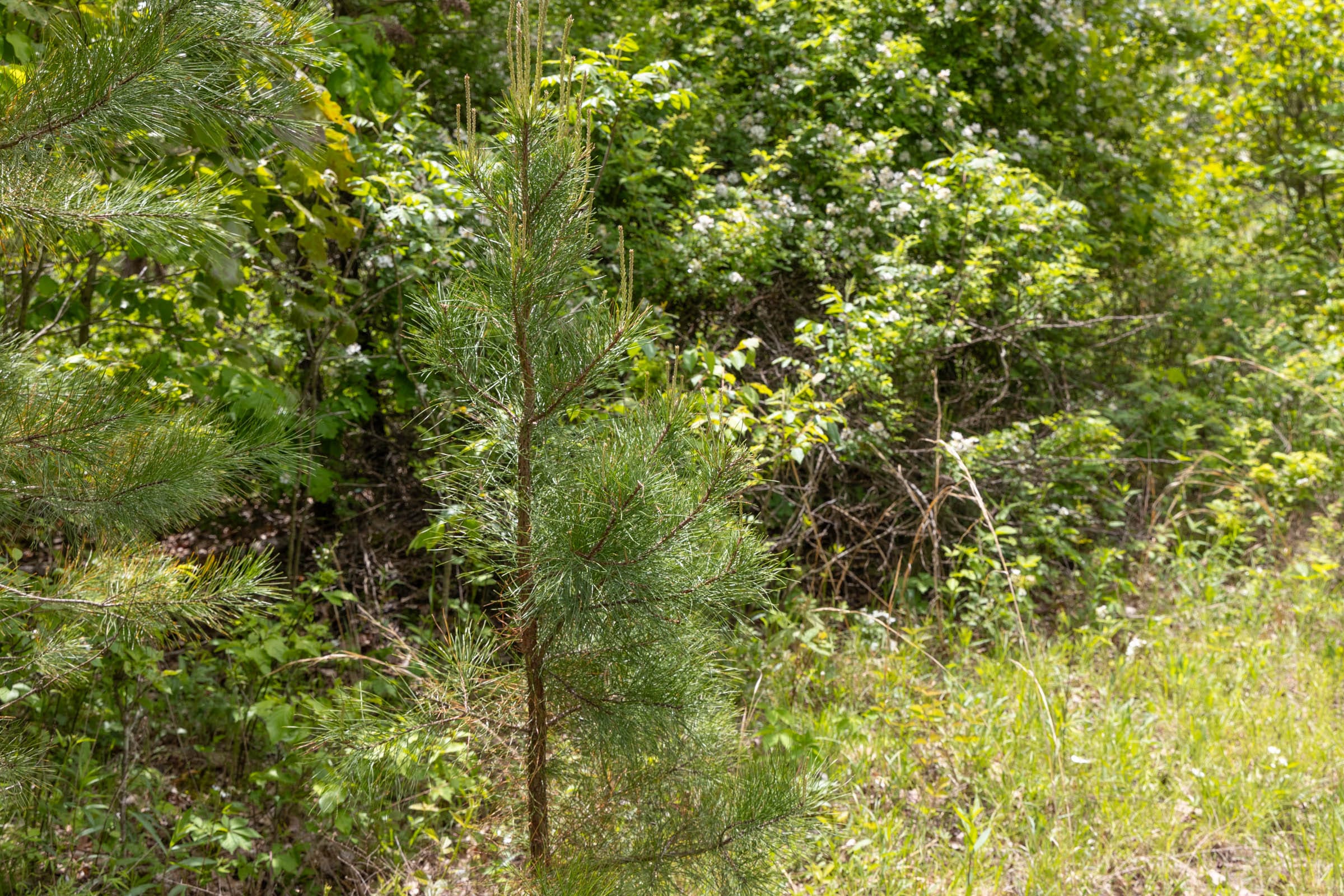 Sleepy Hollow Phase II Tract 79 photo 6
