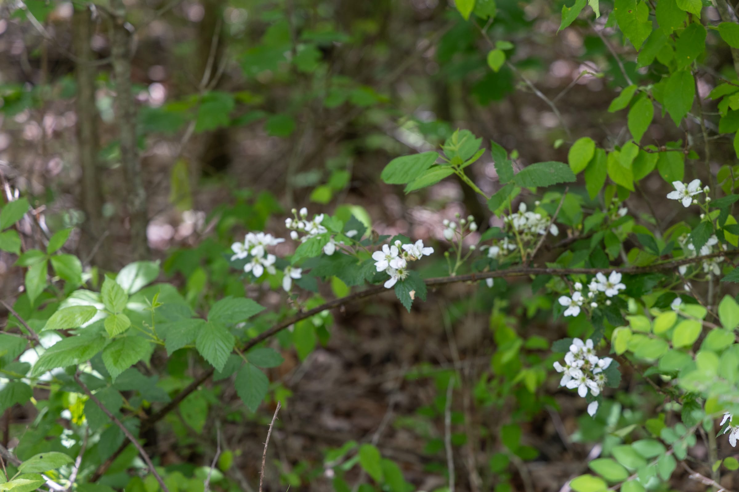 Sleepy Hollow Phase II Tract 79 photo 10