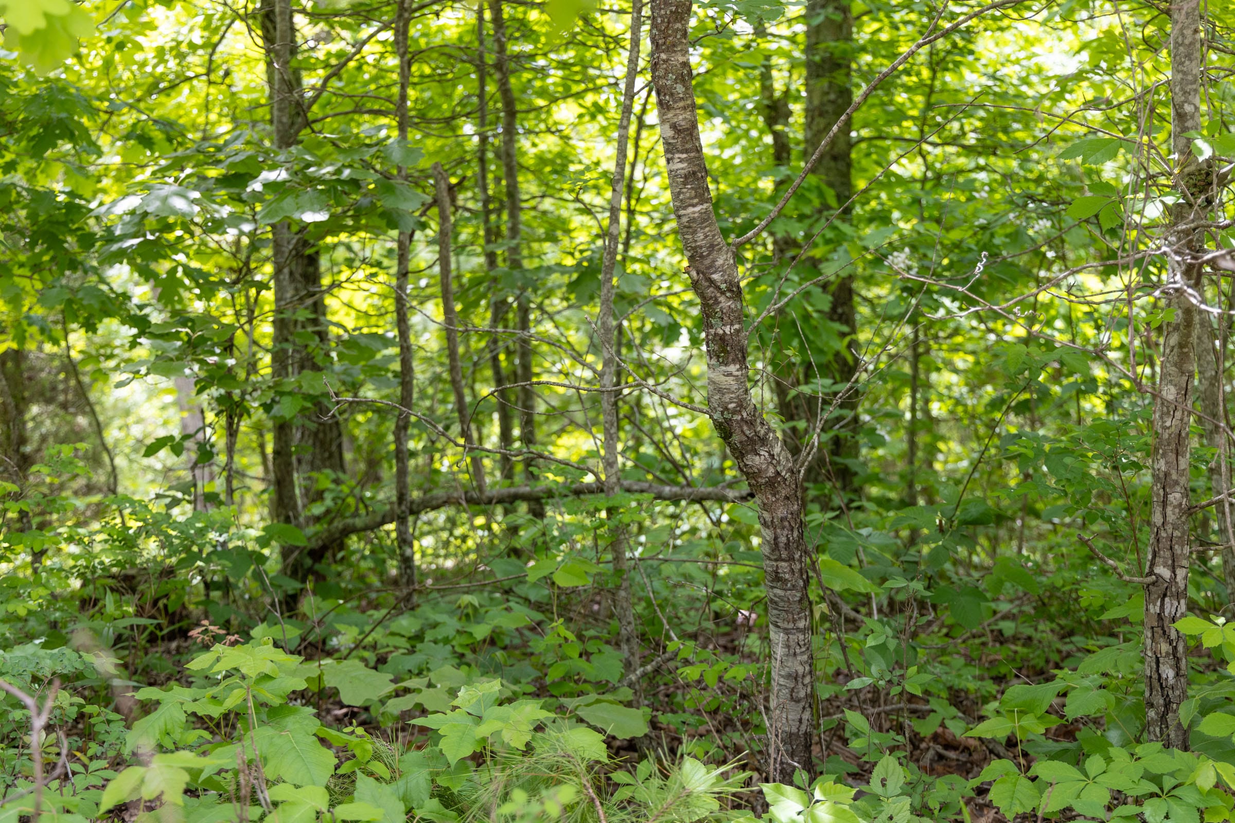 Sleepy Hollow Phase II Tract 79 photo 1