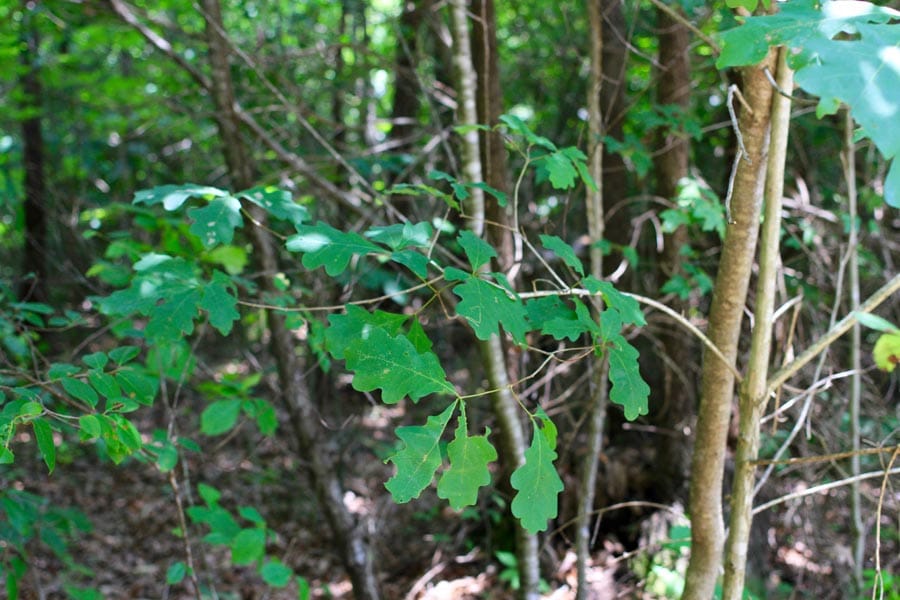 Bluebird Ranch Tract 15 photo 4
