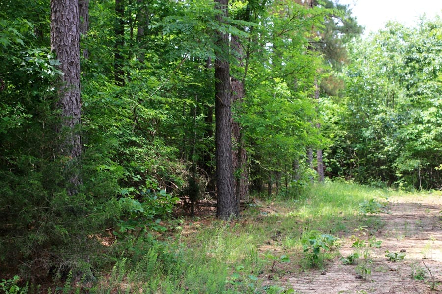 Bluebird Ranch Tract 15 photo 5