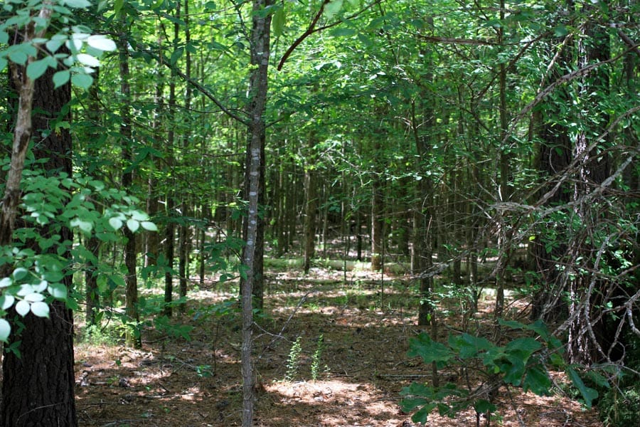 Bluebird Ranch Tract 15 photo 7