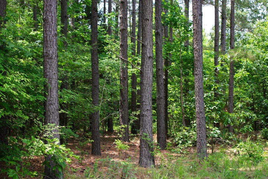 Bluebird Ranch Tract 15 photo 9