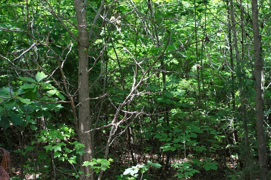 Bluebird Ranch Tract 15 photo 10