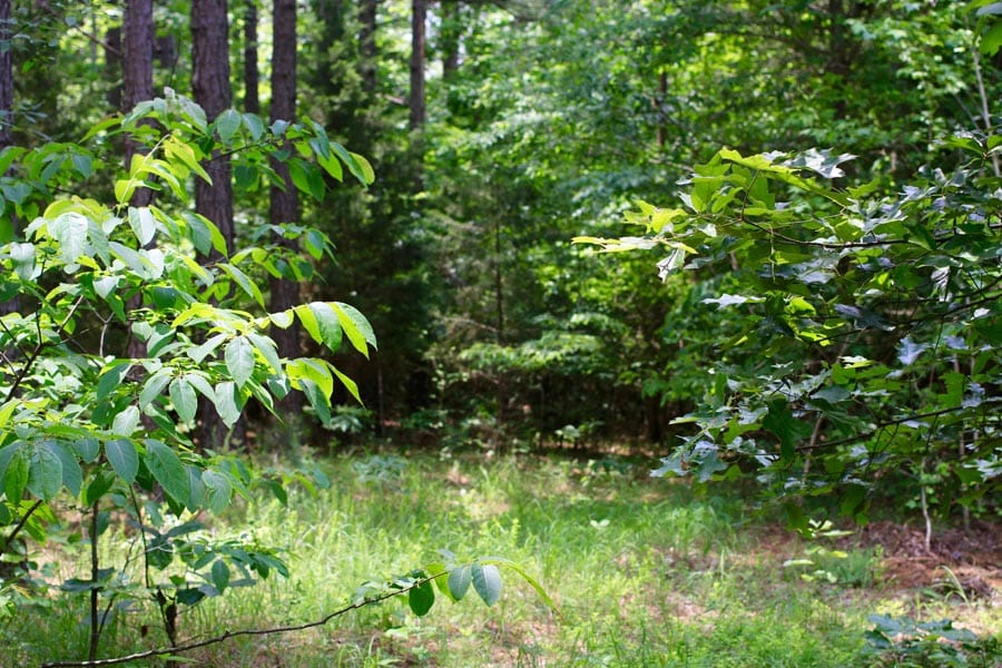 Bluebird Ranch Tract 15 photo 11
