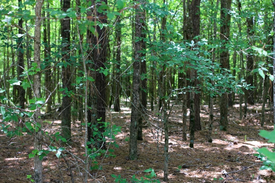Bluebird Ranch Tract 15 photo 14