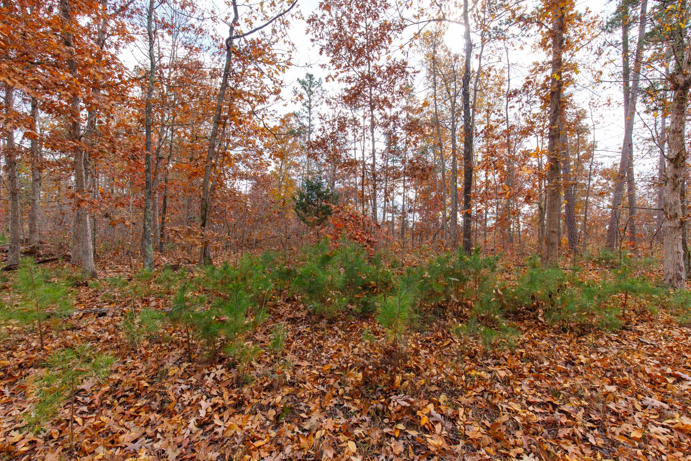Hawkcrest Tract 38 photo 4