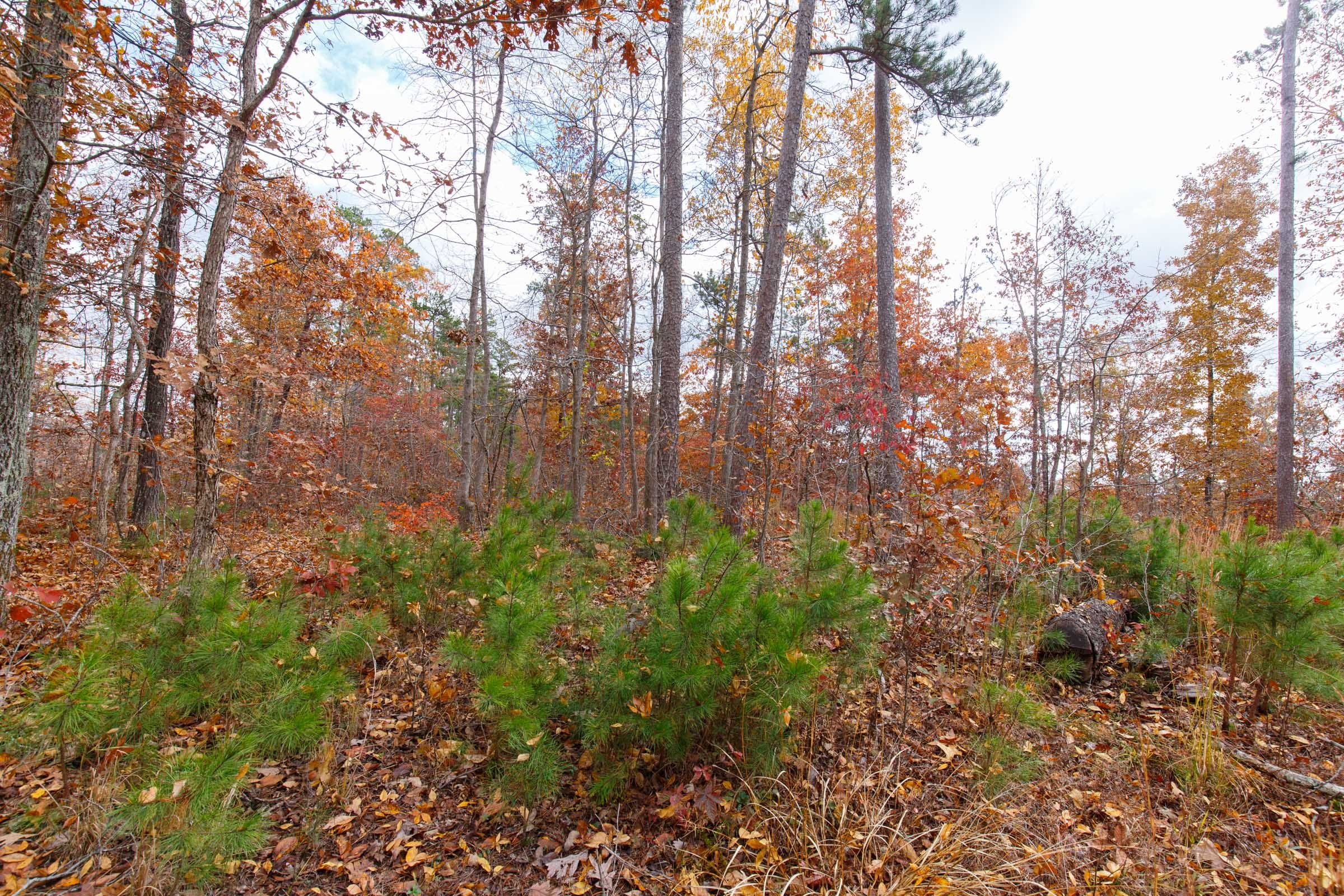 Hawkcrest Tract 38 photo 6