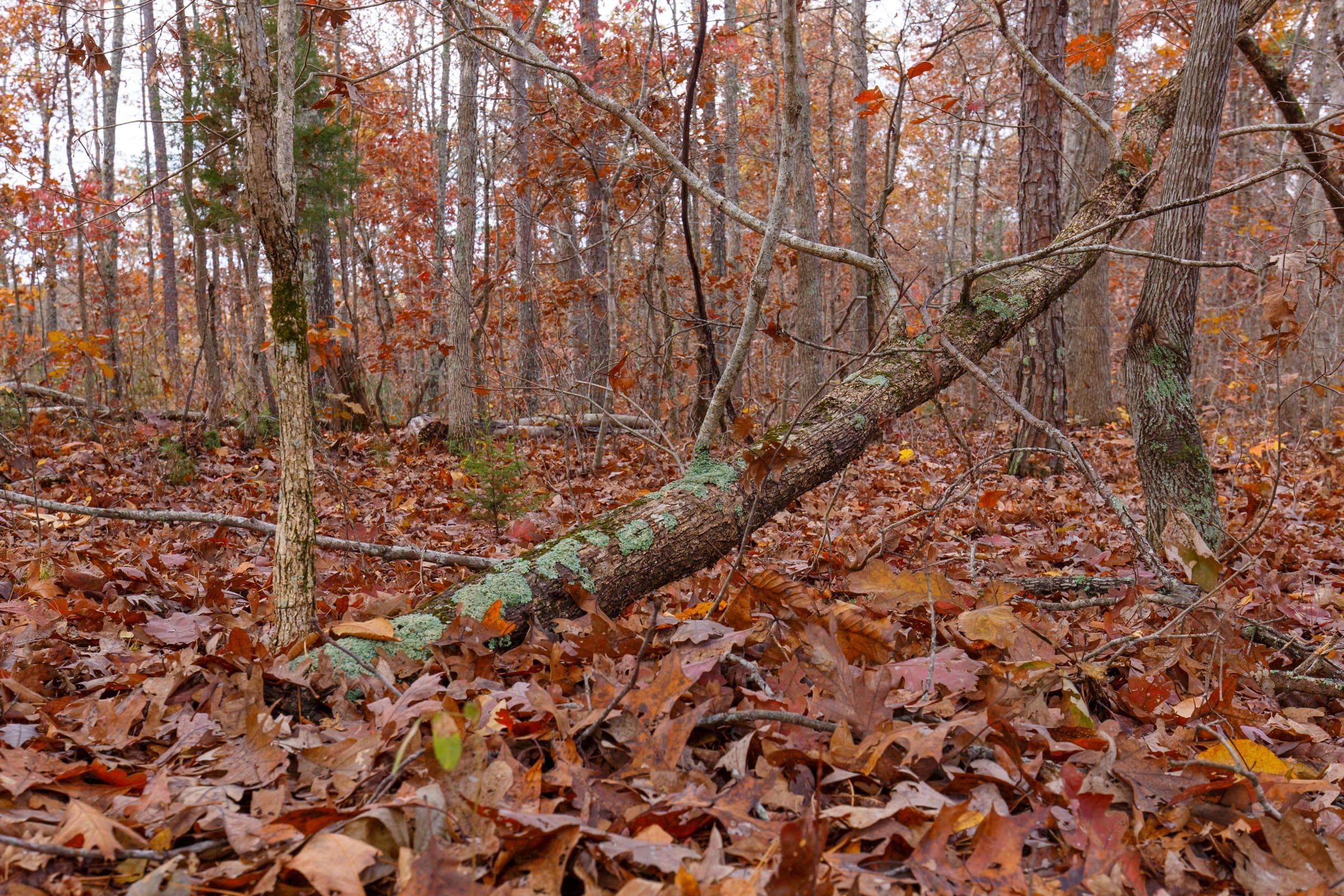 Hawkcrest Tract 38 photo 9
