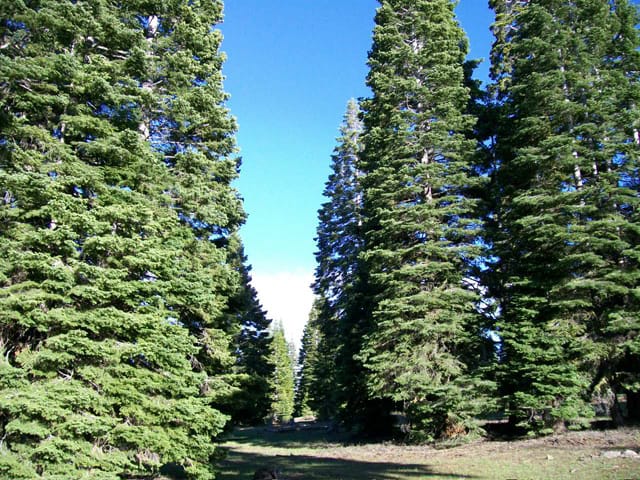 California Pines Tract 2 photo 2