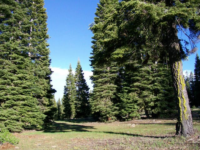 California Pines Tract 2 photo 3