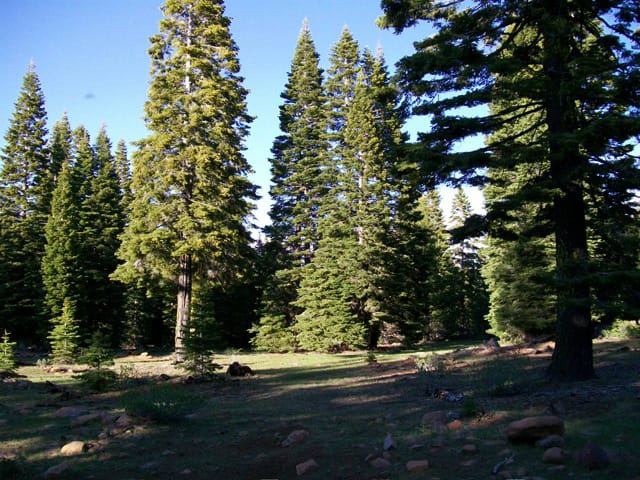 California Pines Tract 2 photo 7