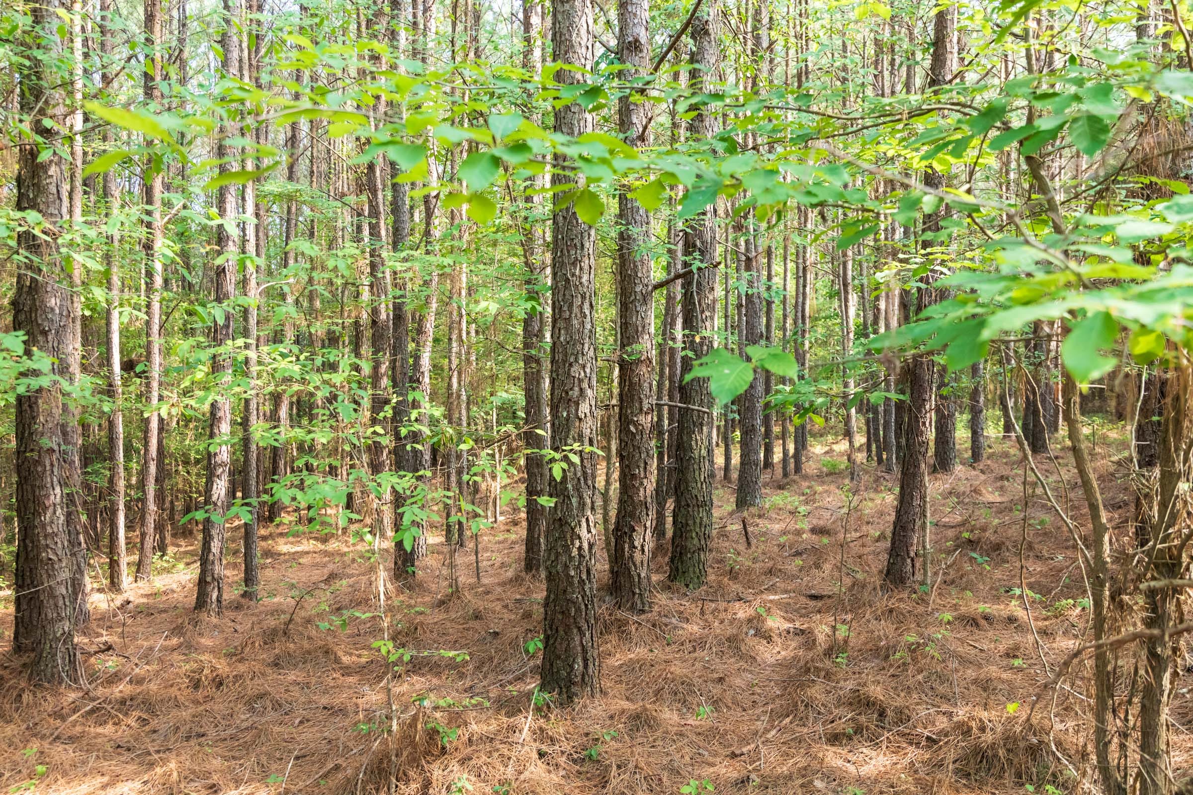 Whiskey Ridge Tract 64 photo 7