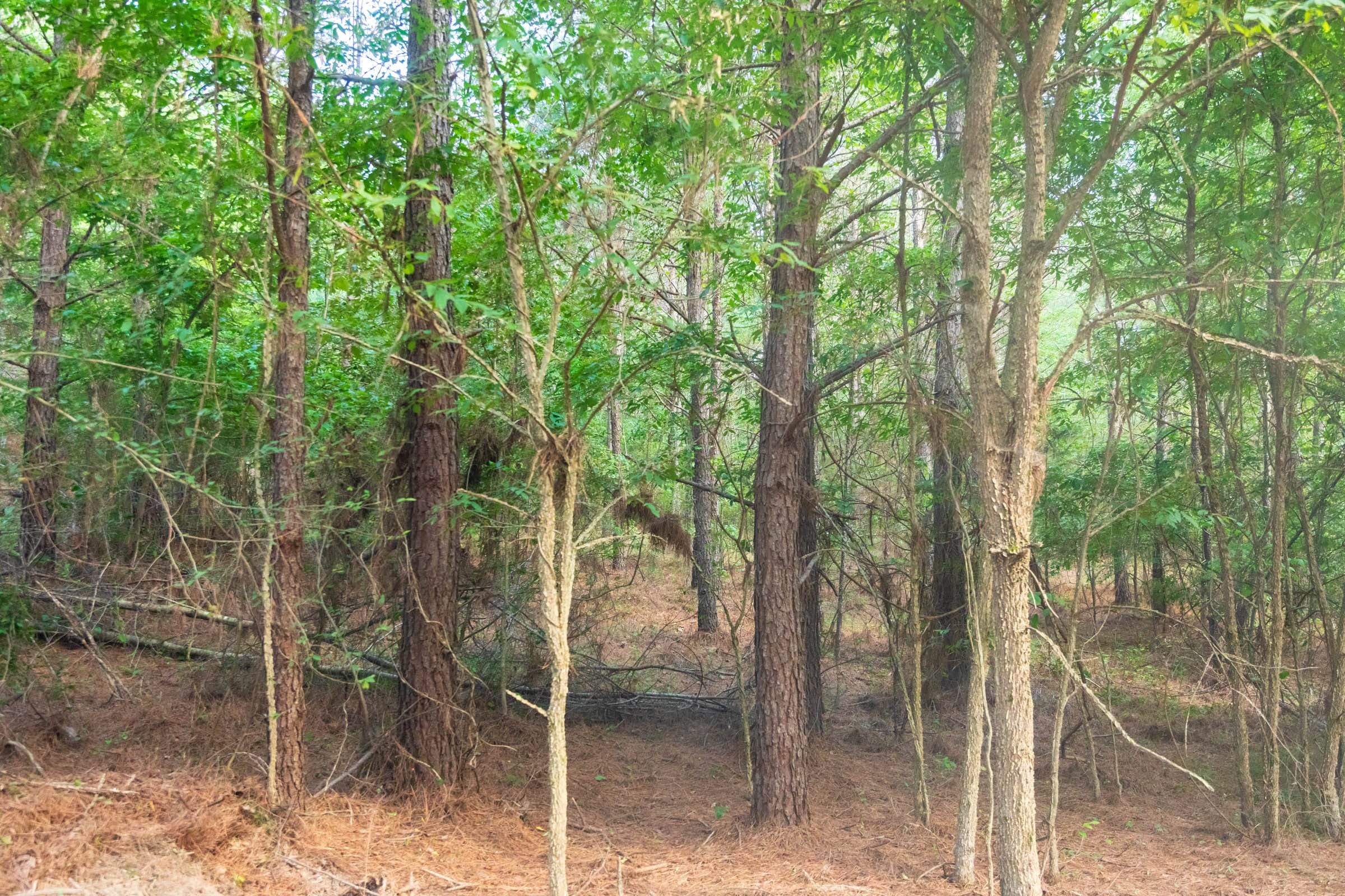 Whiskey Ridge Tract 64 photo 9