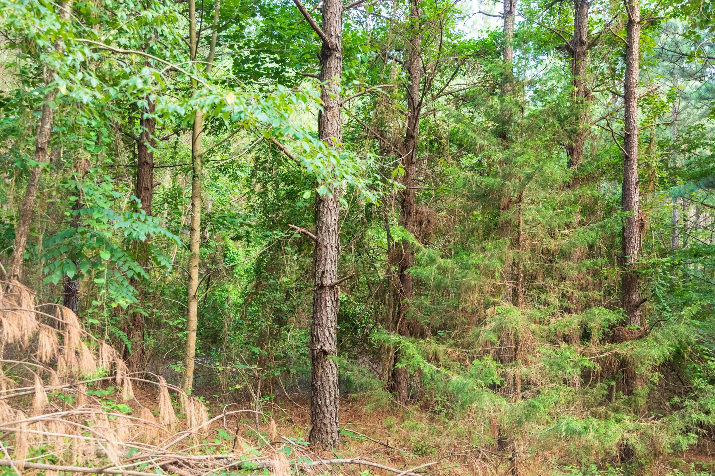 Whiskey Ridge Tract 64 photo 10