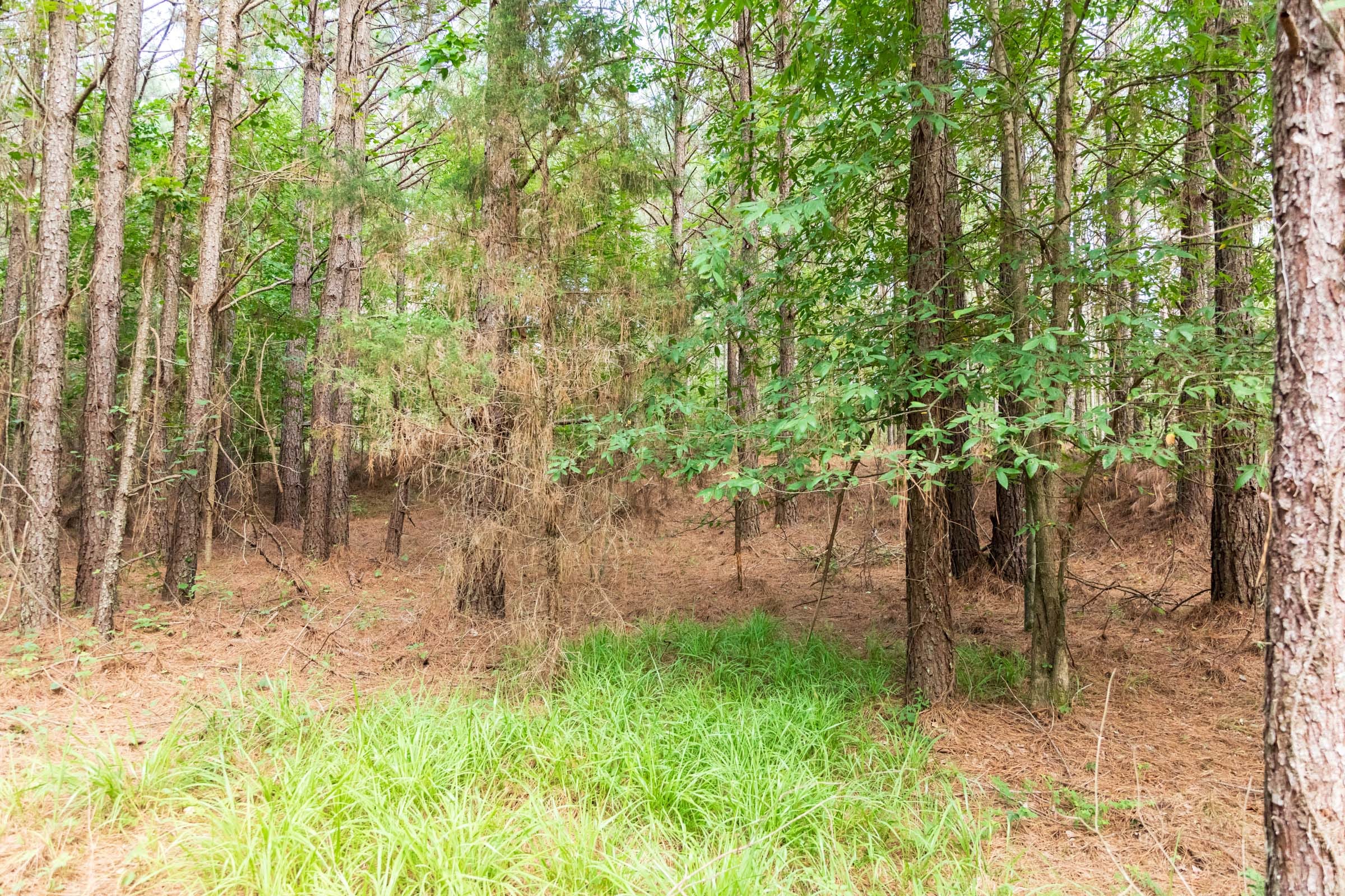 Whiskey Ridge Tract 64 photo 11