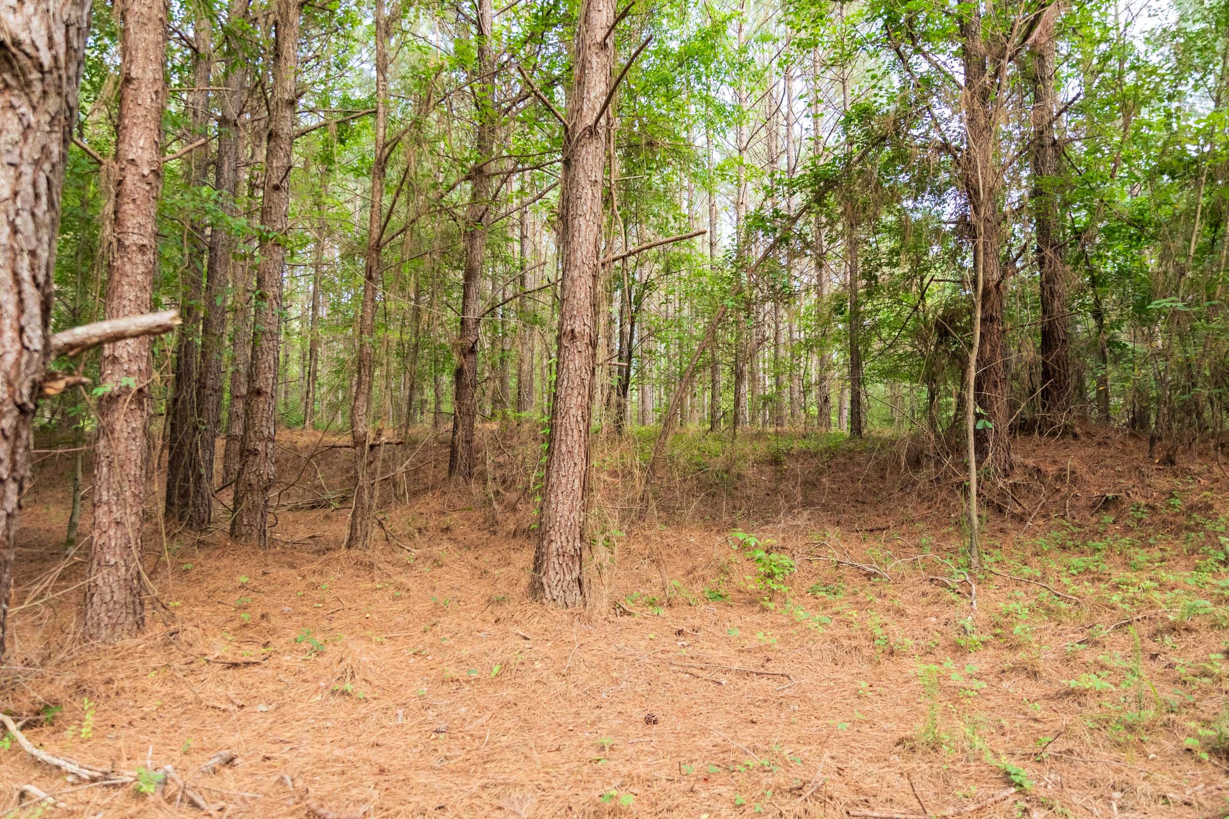 Whiskey Ridge Tract 64 photo 5