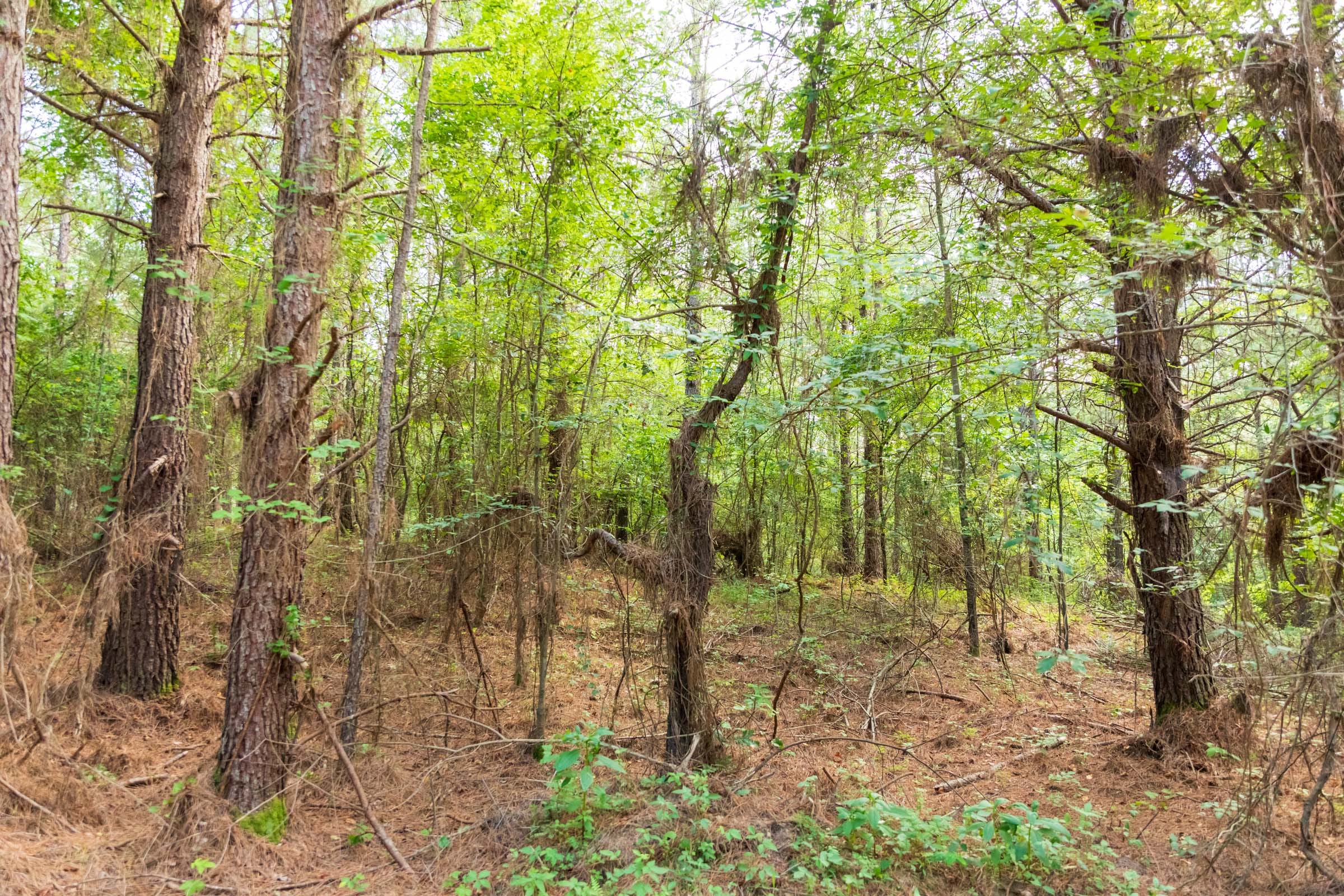 Whiskey Ridge Tract 64 photo 12