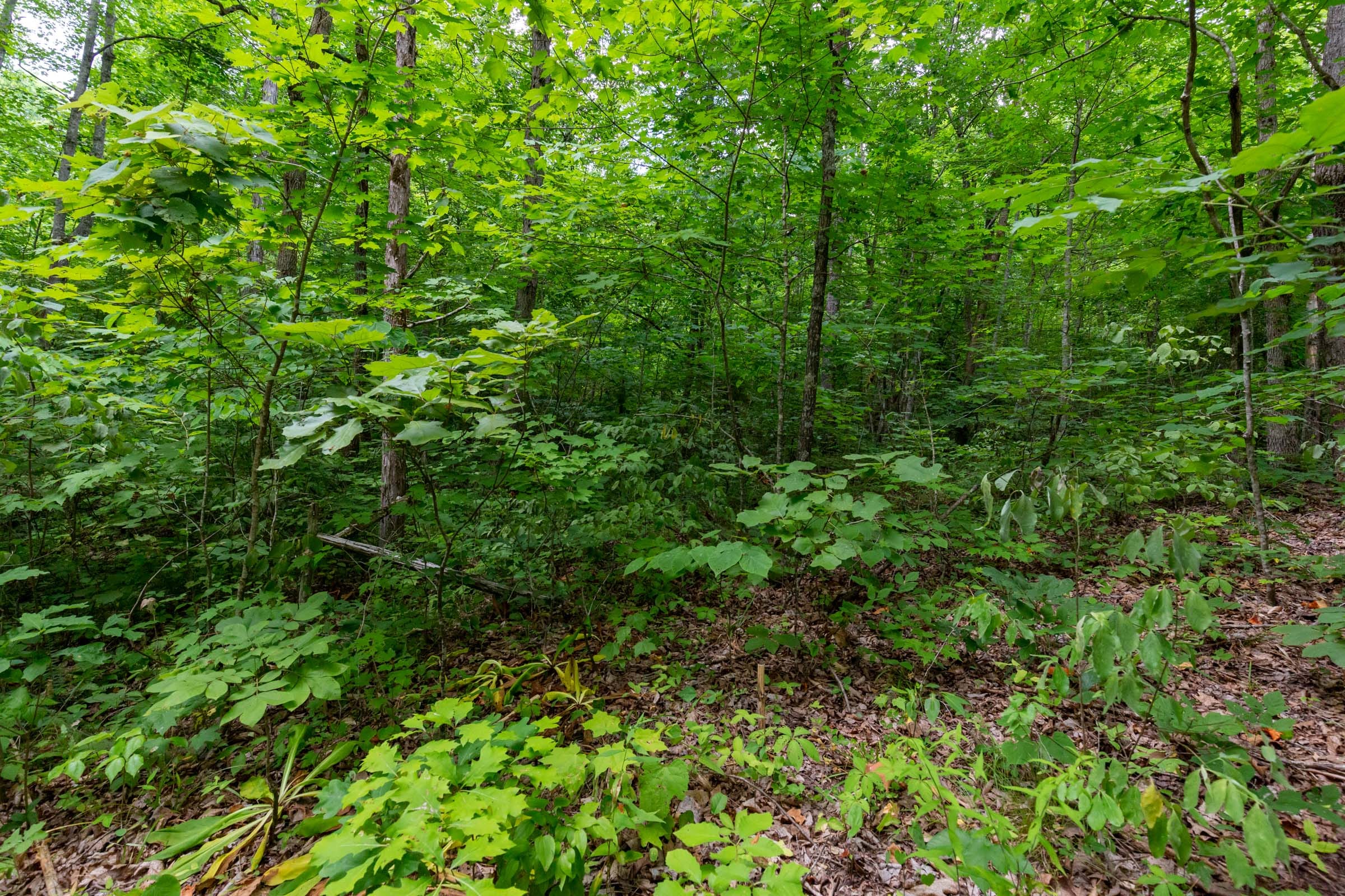 Tucker Hollow Tract 11 photo 3
