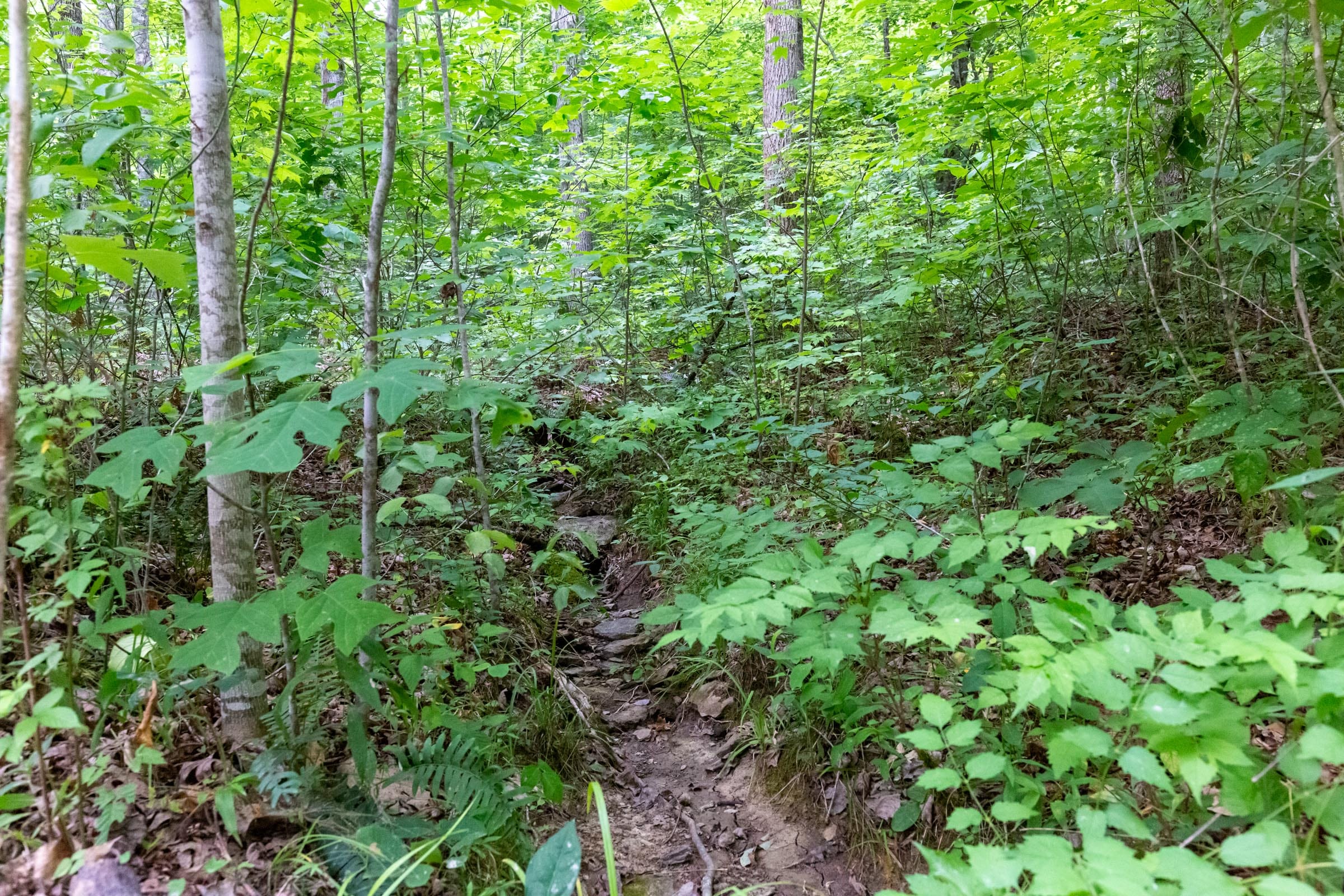Tucker Hollow Tract 11 photo 4