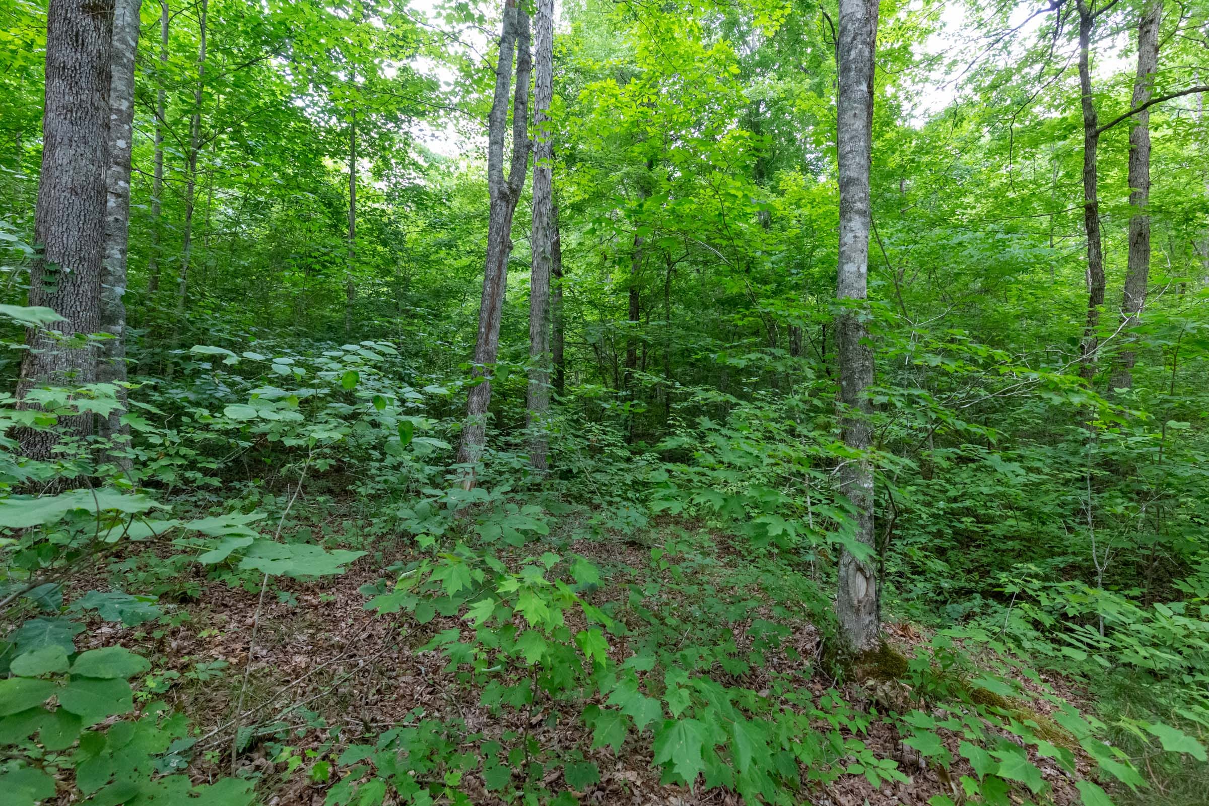 Tucker Hollow Tract 11 photo 5